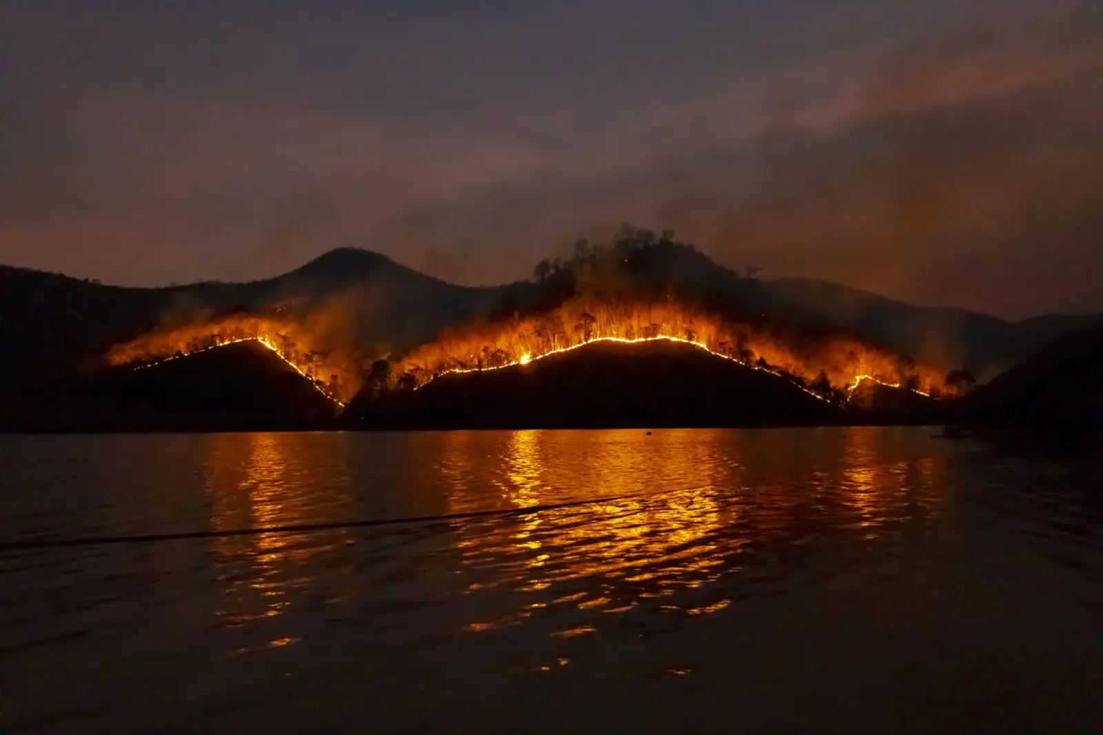 Wildfire burning through a forest at night