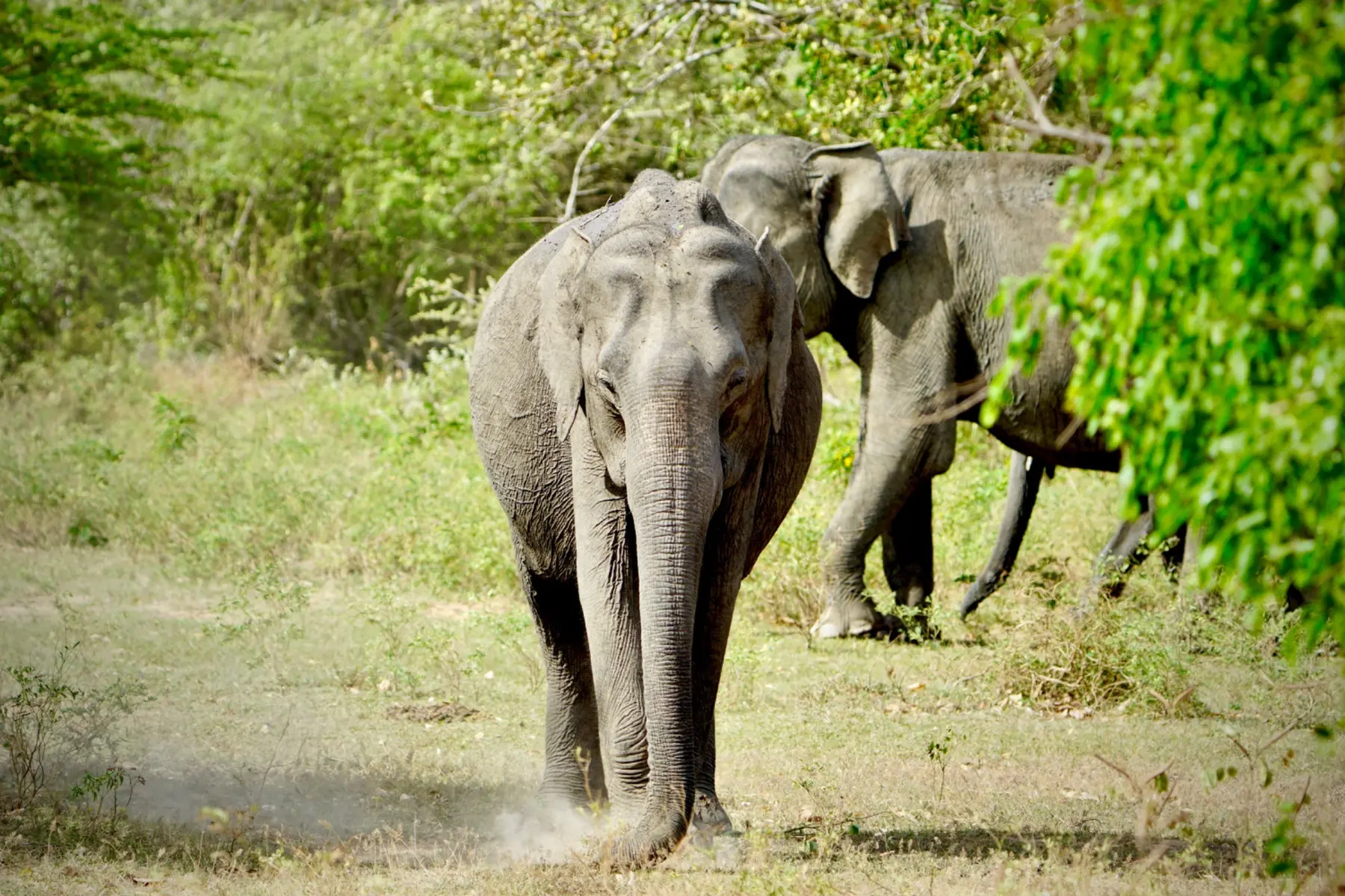 Asian elephant