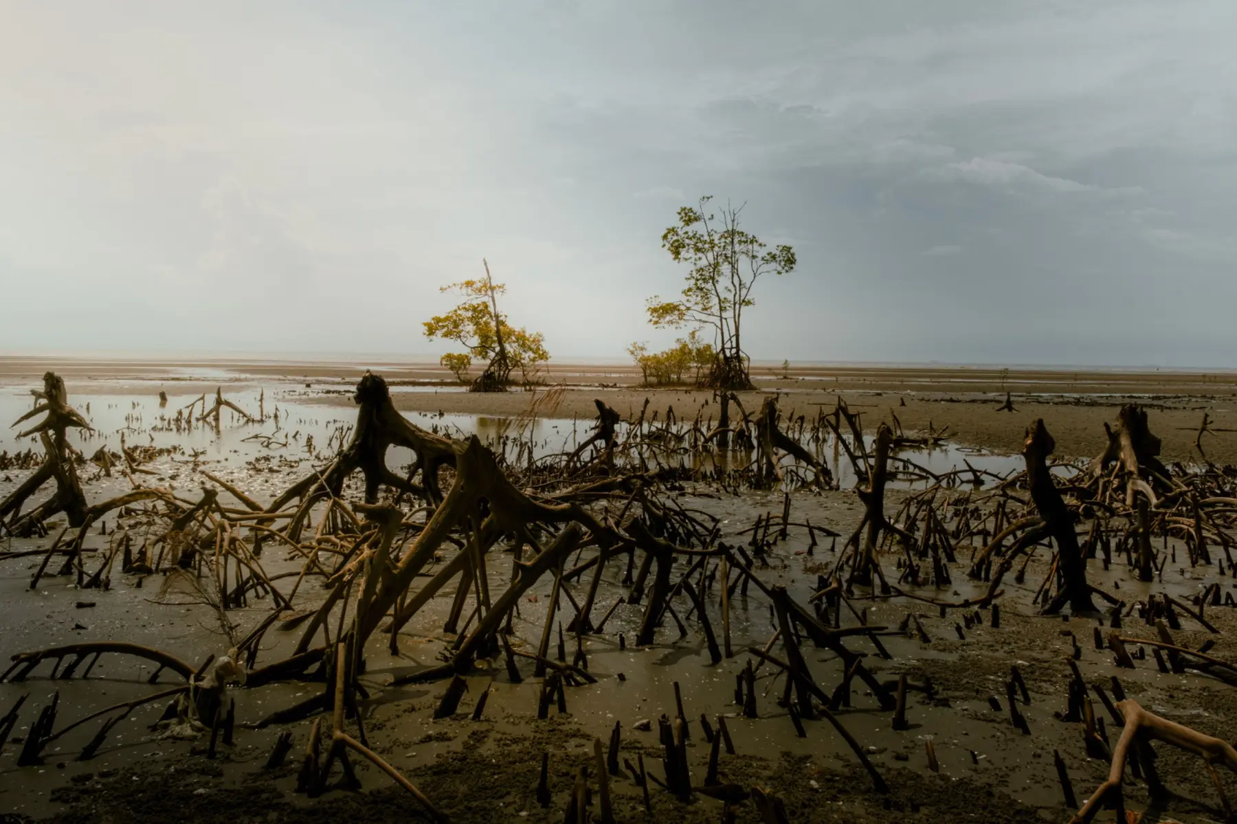 Mangrove ecosystem