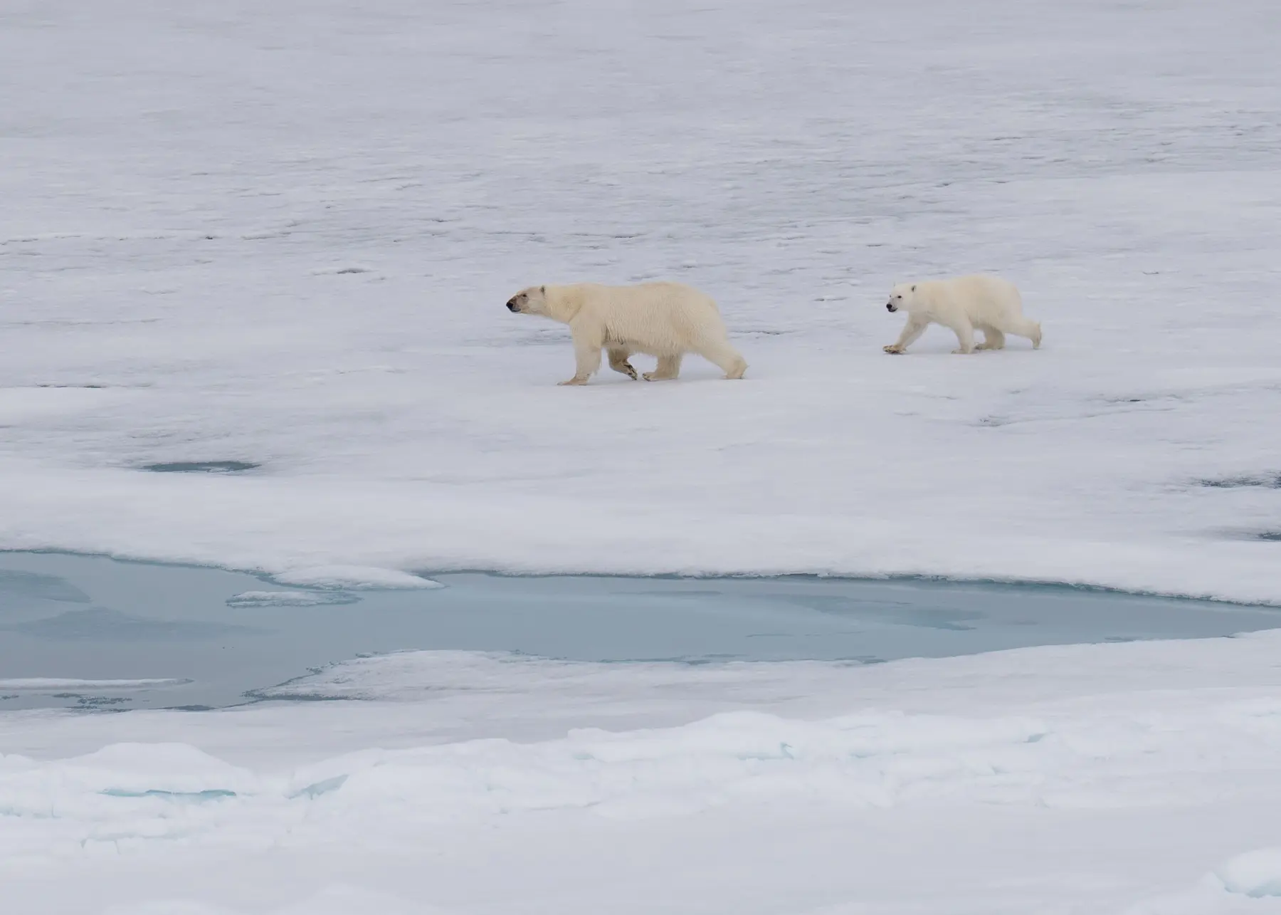 Polar bear