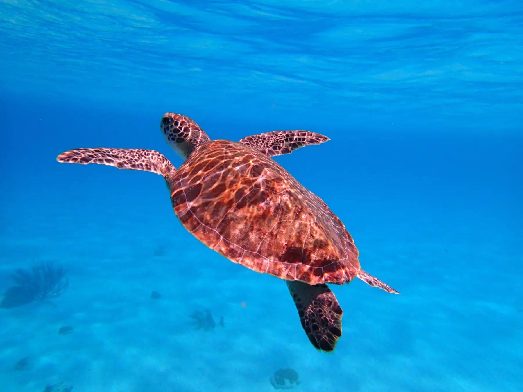 Sea turtle