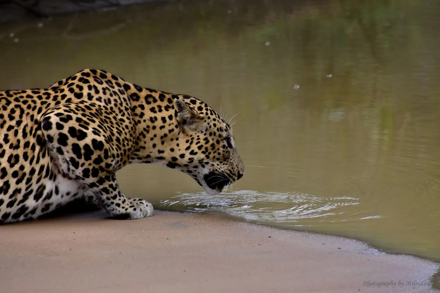 Sri Lankan leopard