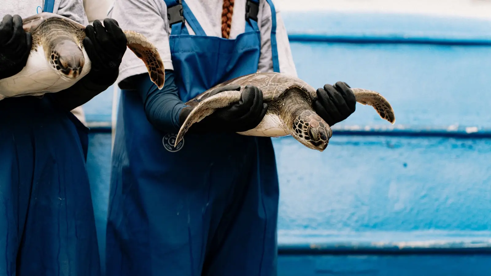Wildlife rehabilitation care