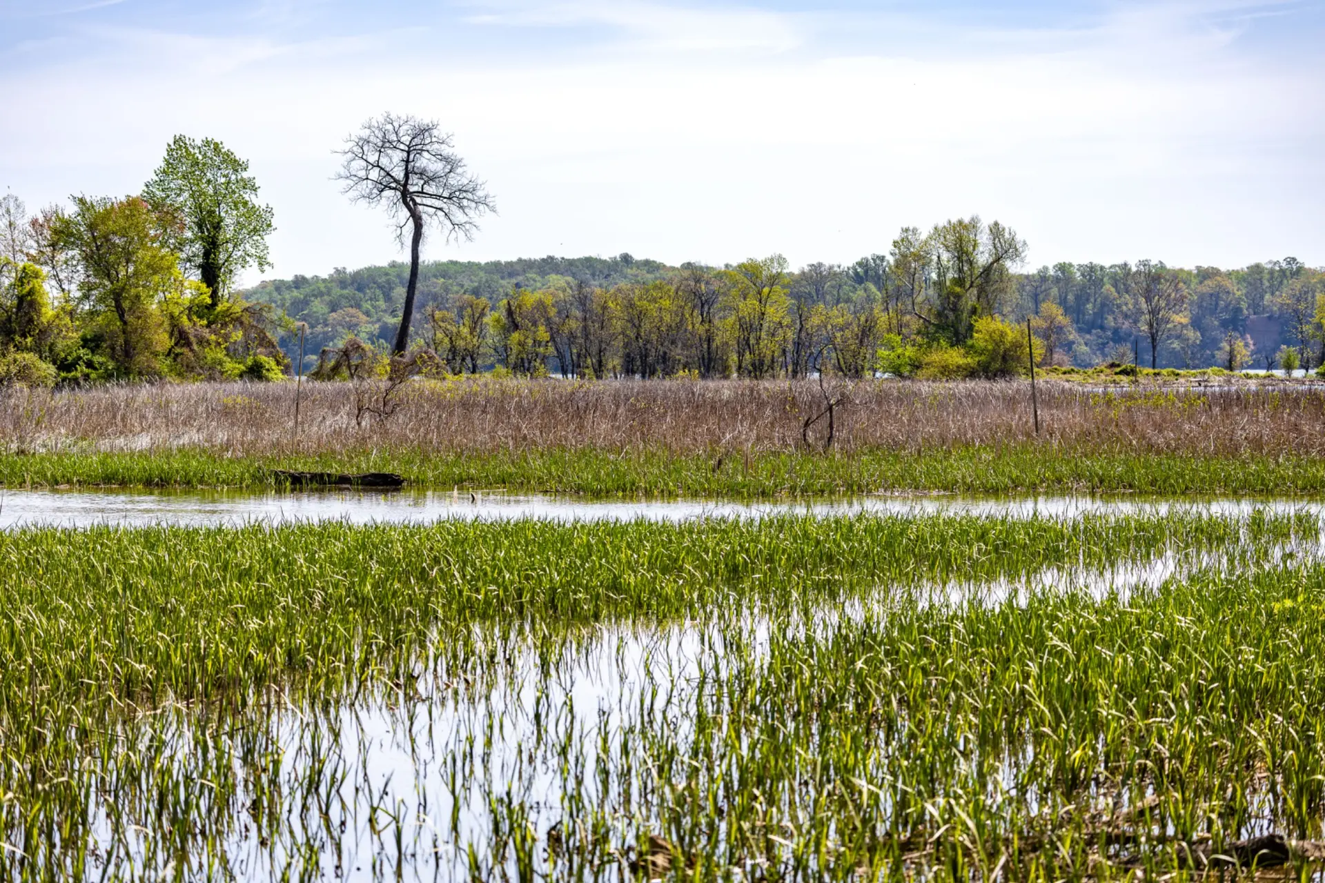 Wetland habitat
