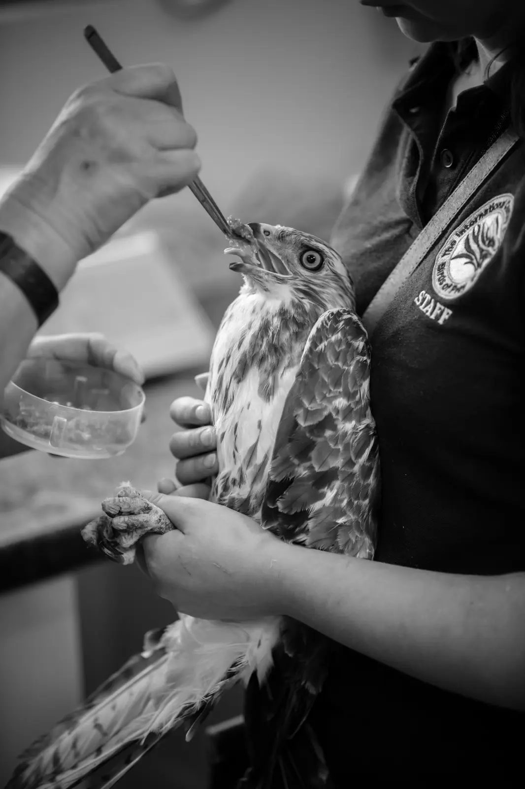 Wildlife rehabilitation enclosure