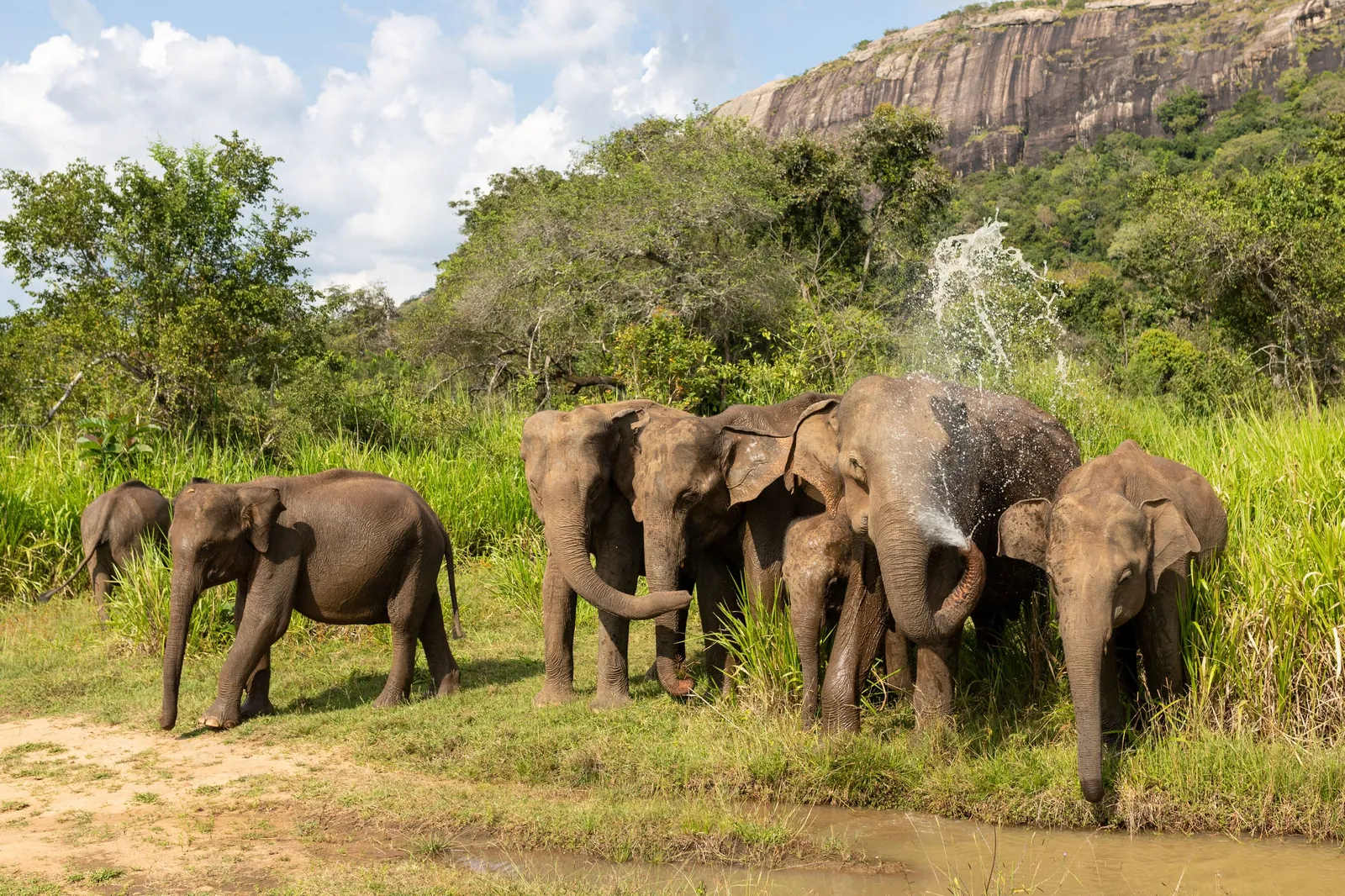 Behaviour or detail of Asian elephants