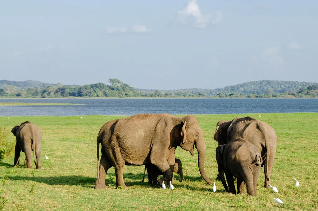 Habitat associated with Asian elephants
