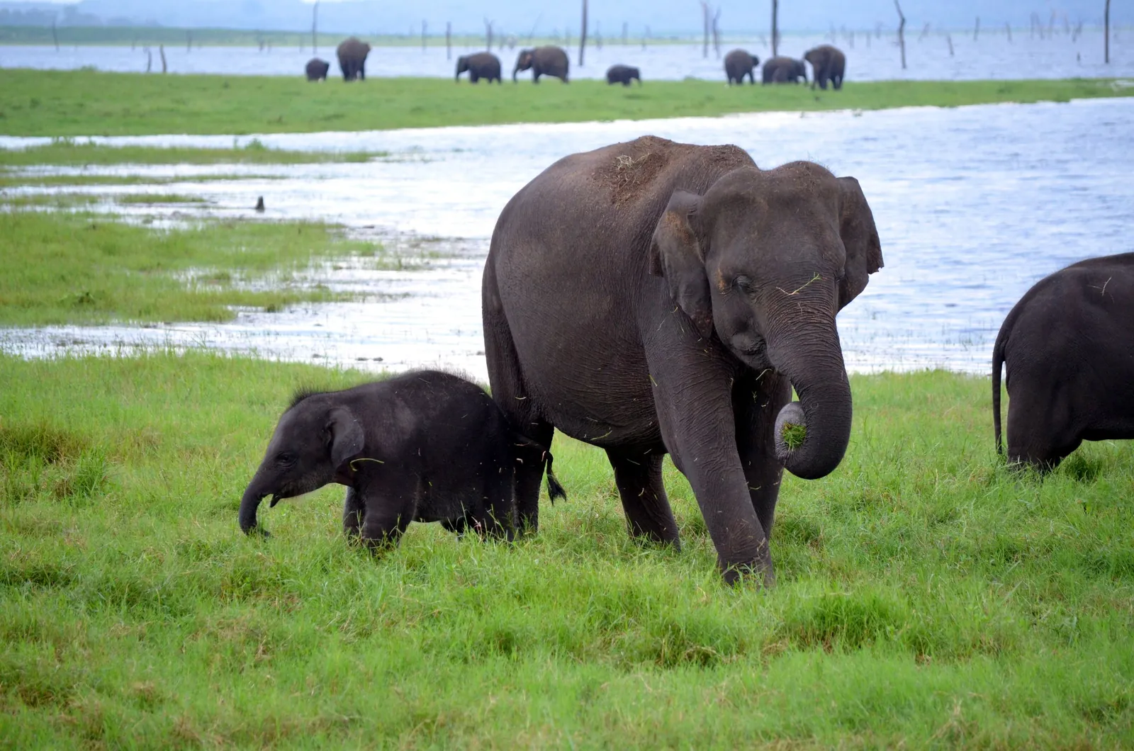 Asian elephants