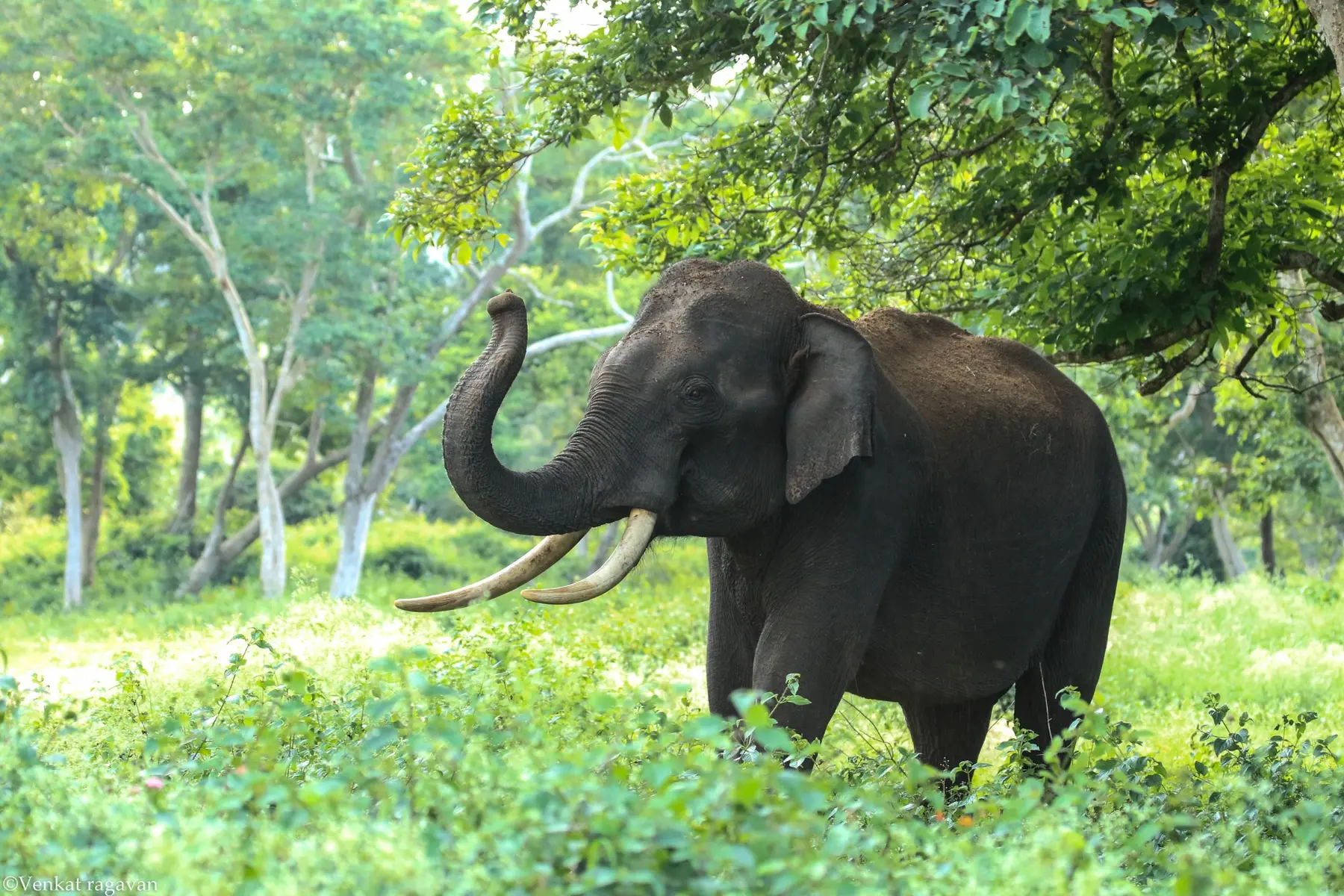 Asian elephants portrait