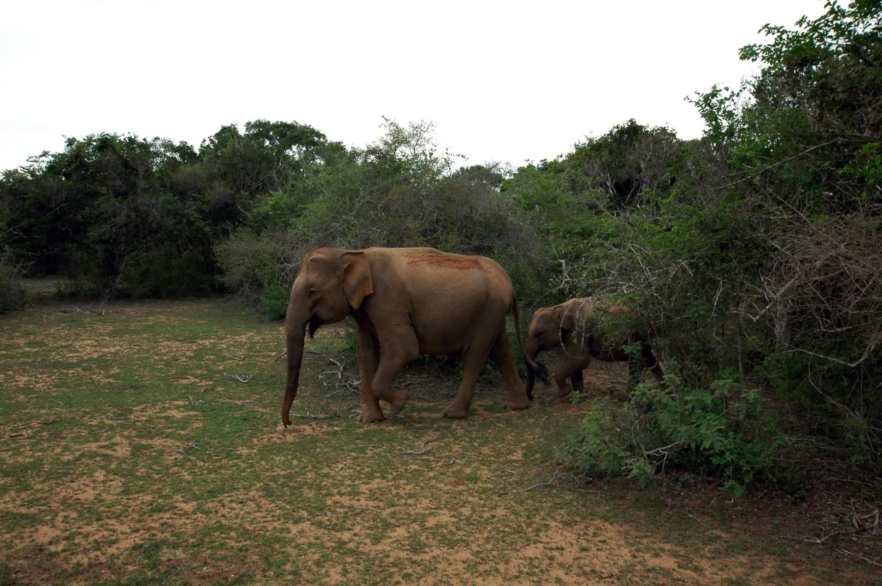 Asian elephants