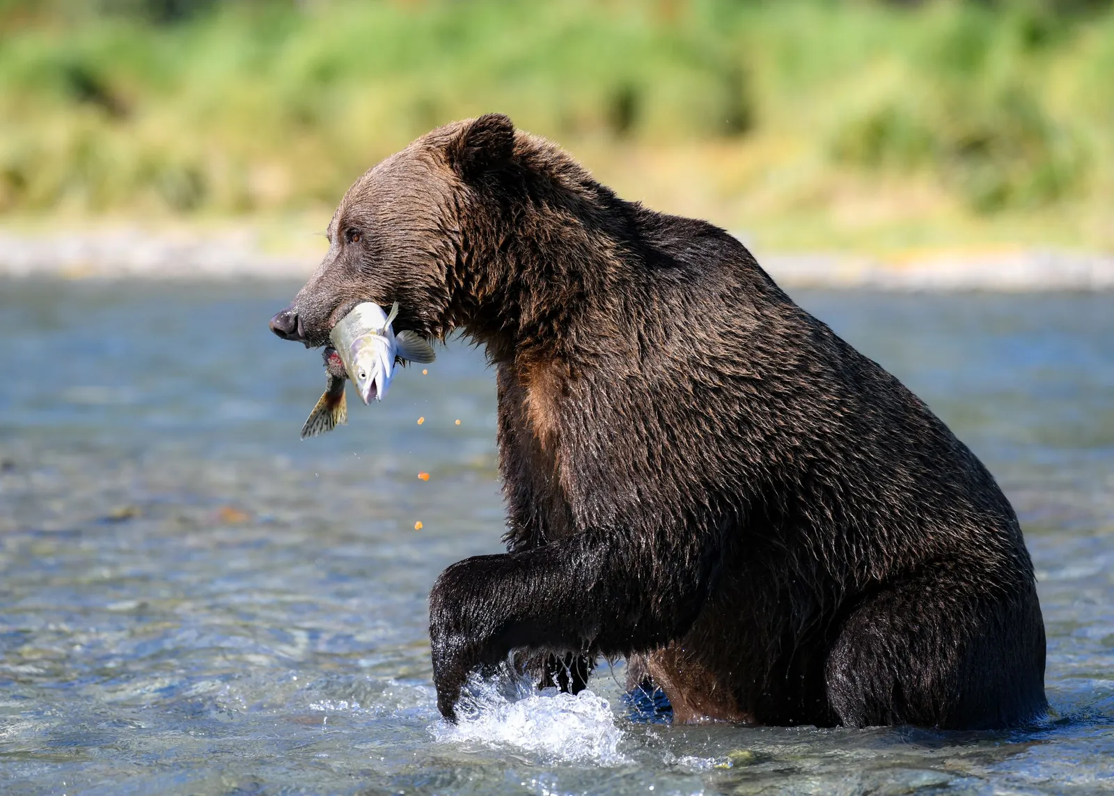 Behaviour or detail of Bears