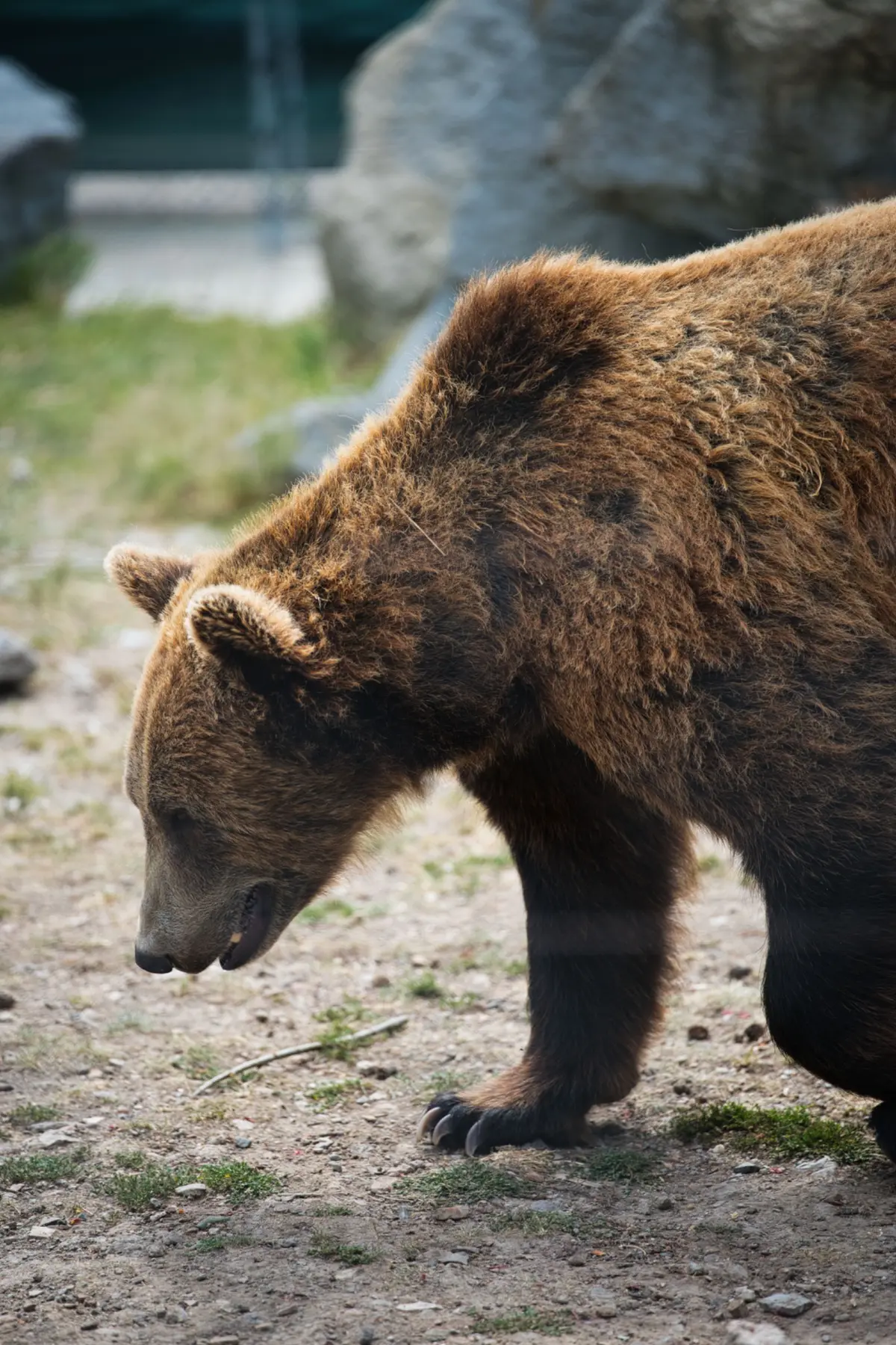 Bears portrait