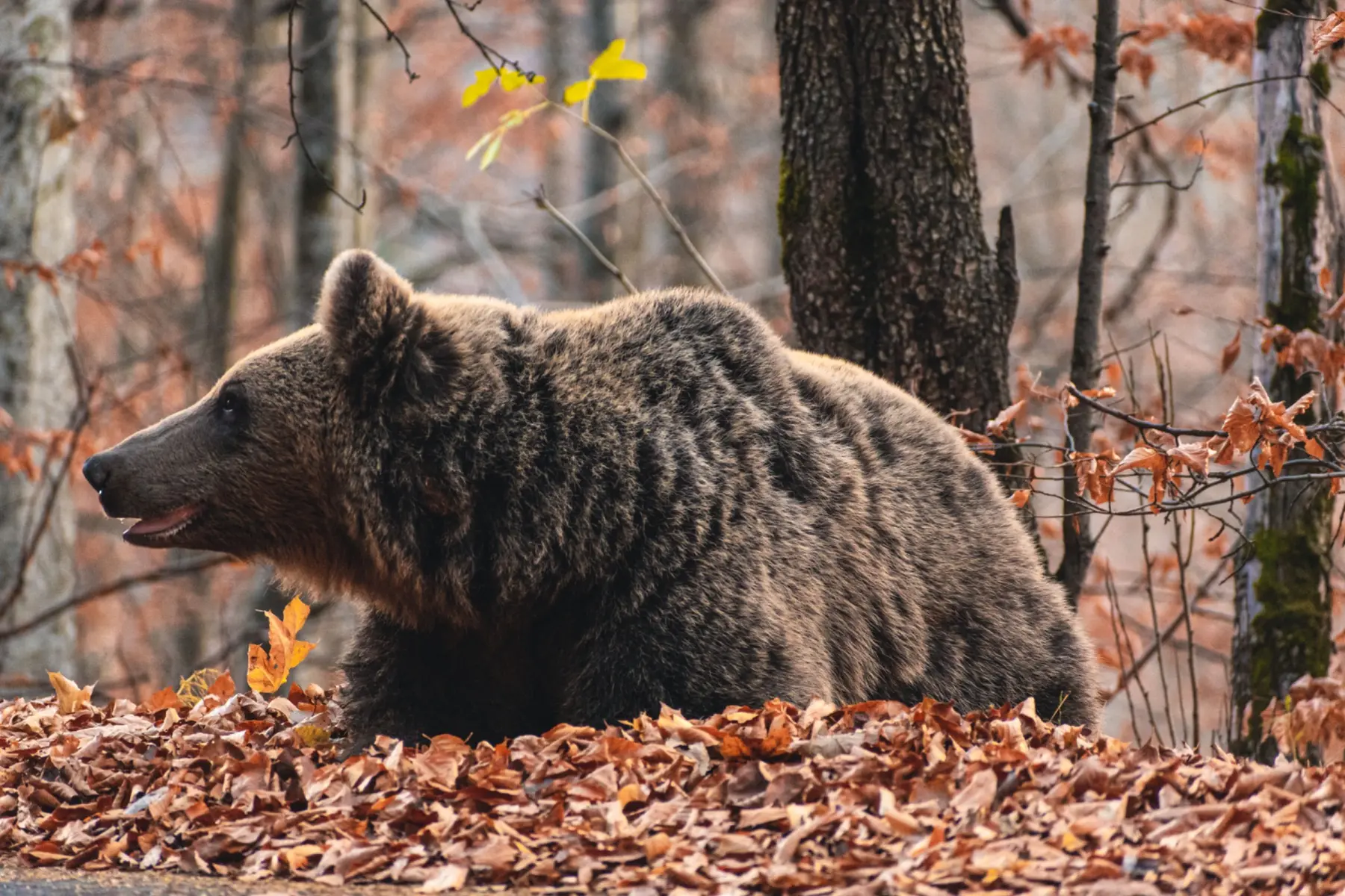 Bears