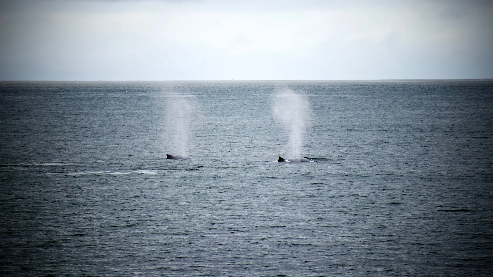 Behaviour or detail of Blue whales