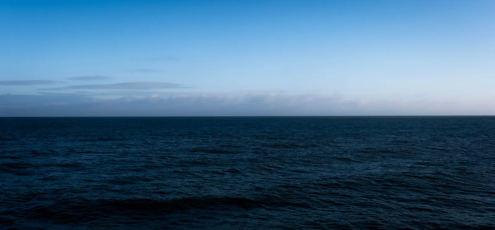 Blue whales