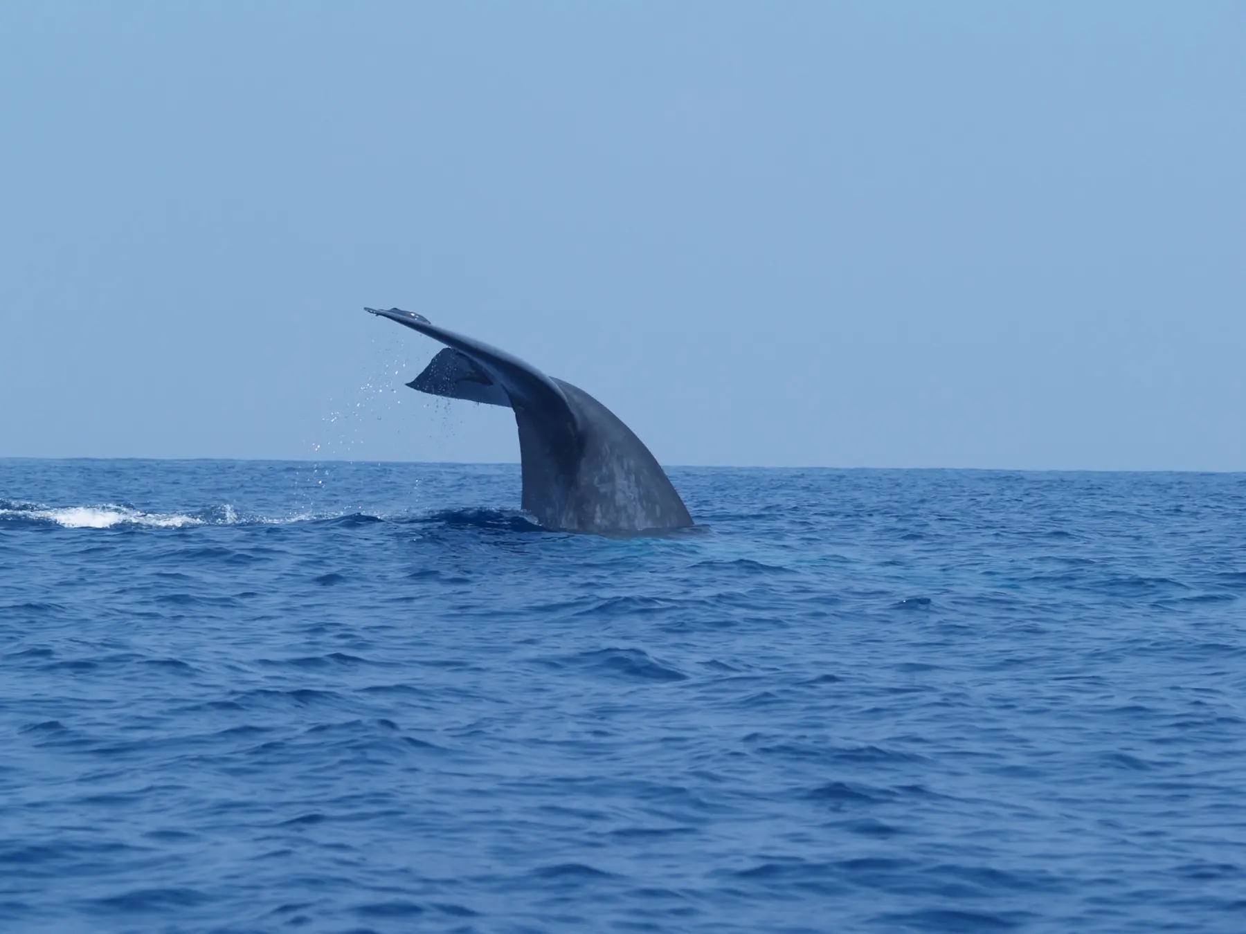 Blue whales portrait