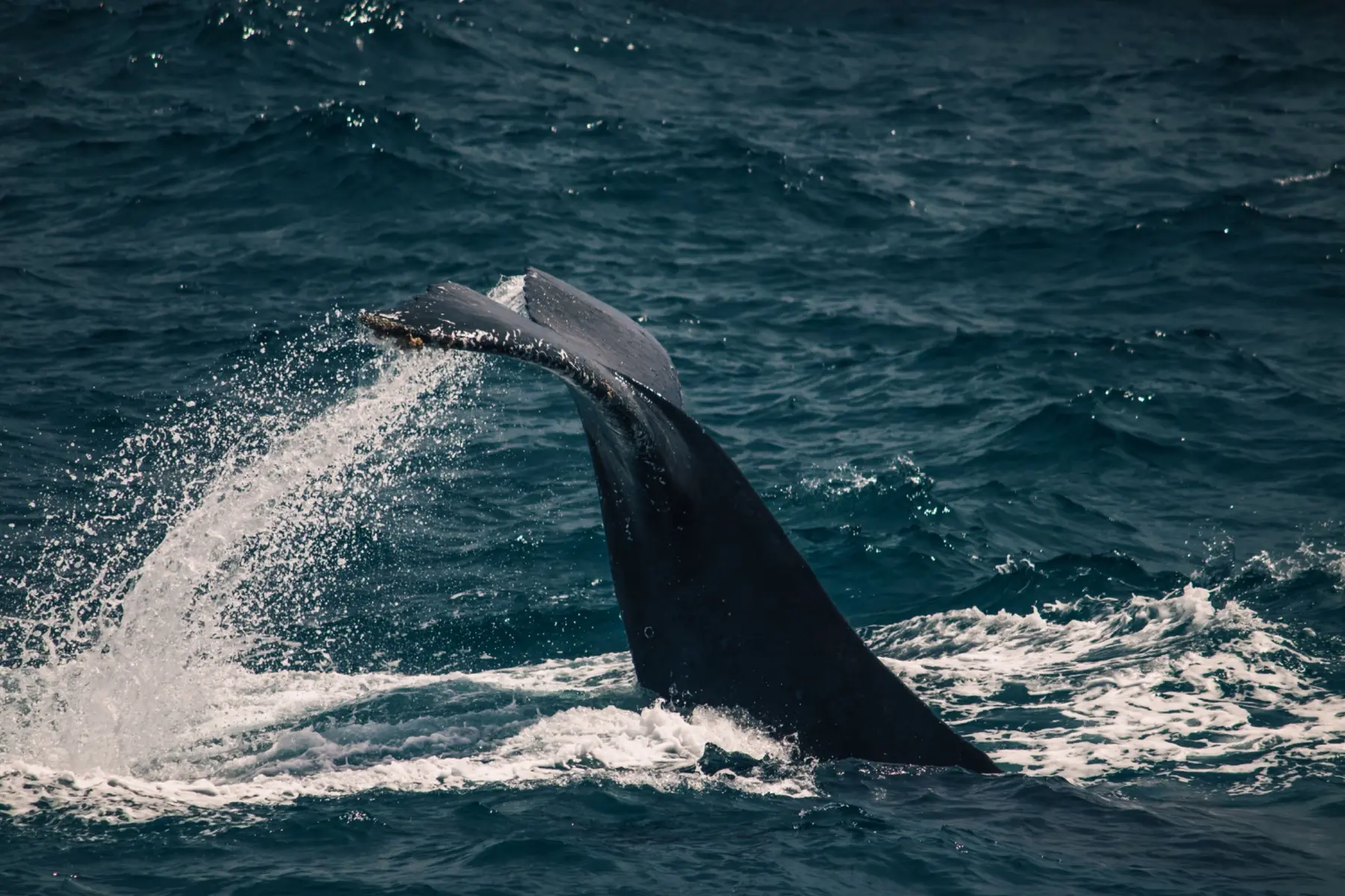 Blue whales