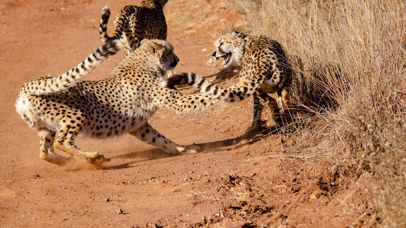 Behaviour or detail of Cheetahs