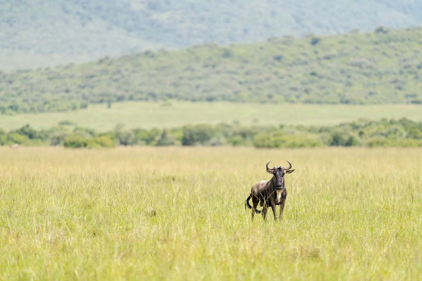 Habitat associated with Cheetahs