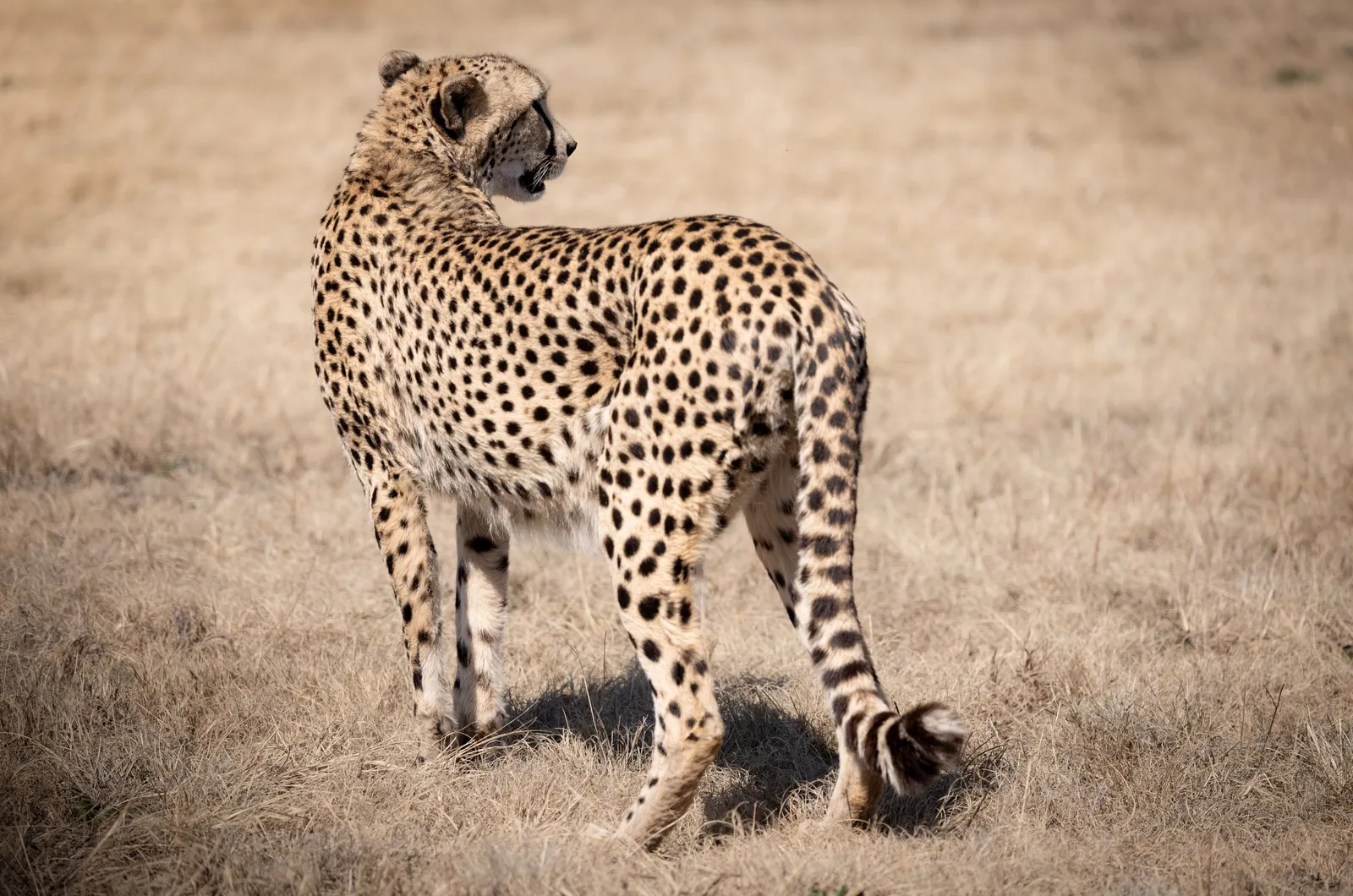 Cheetahs