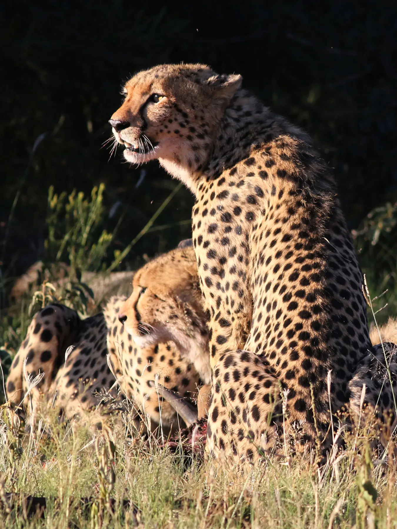 Cheetahs portrait