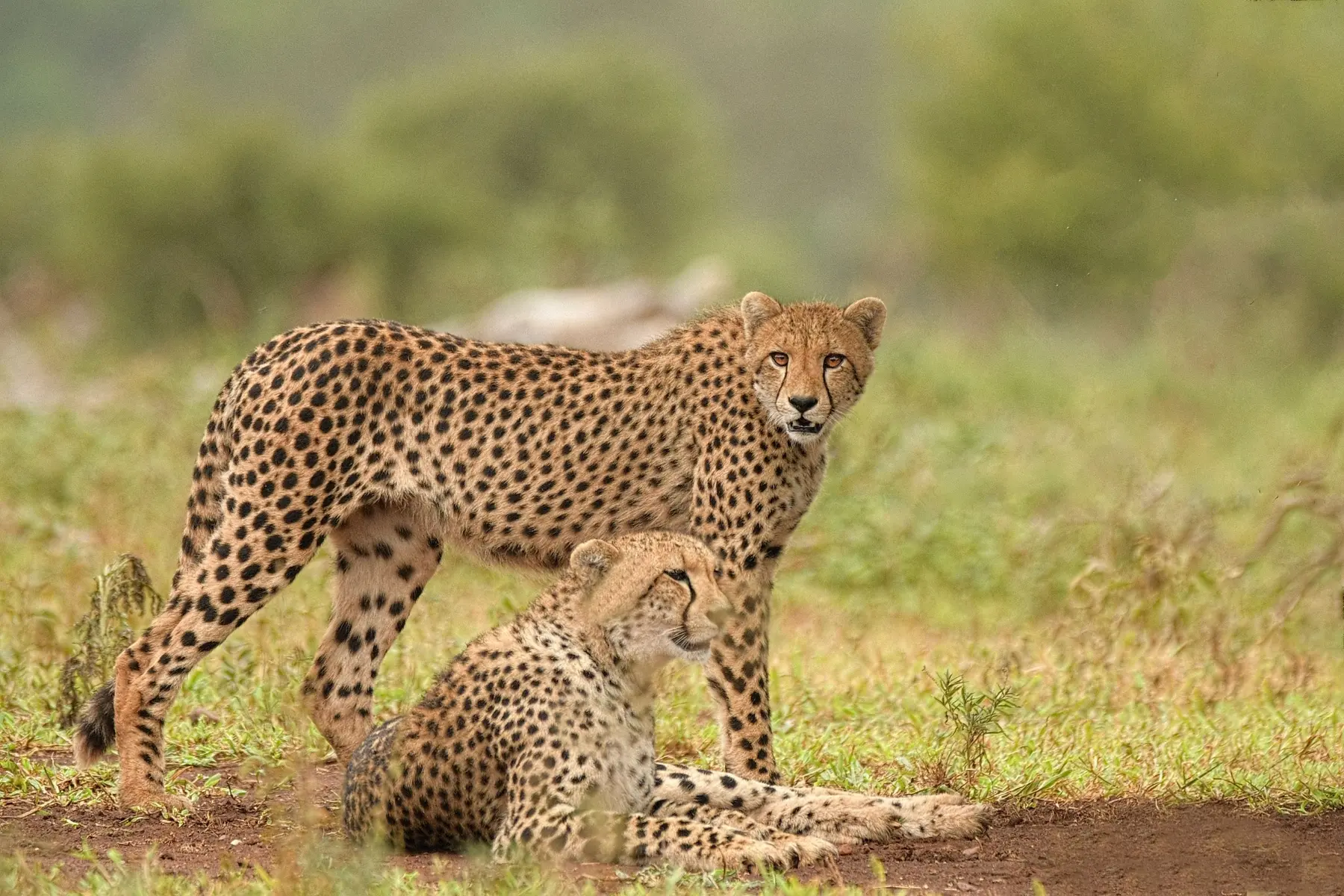 Cheetahs