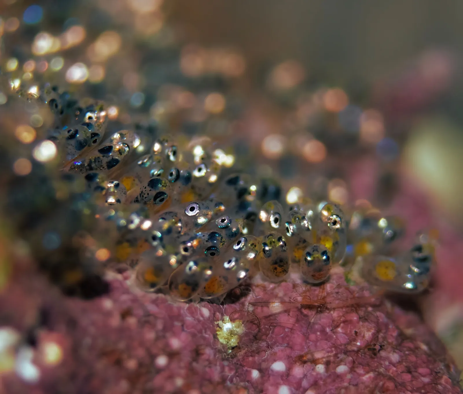 Behaviour or detail of Clownfish