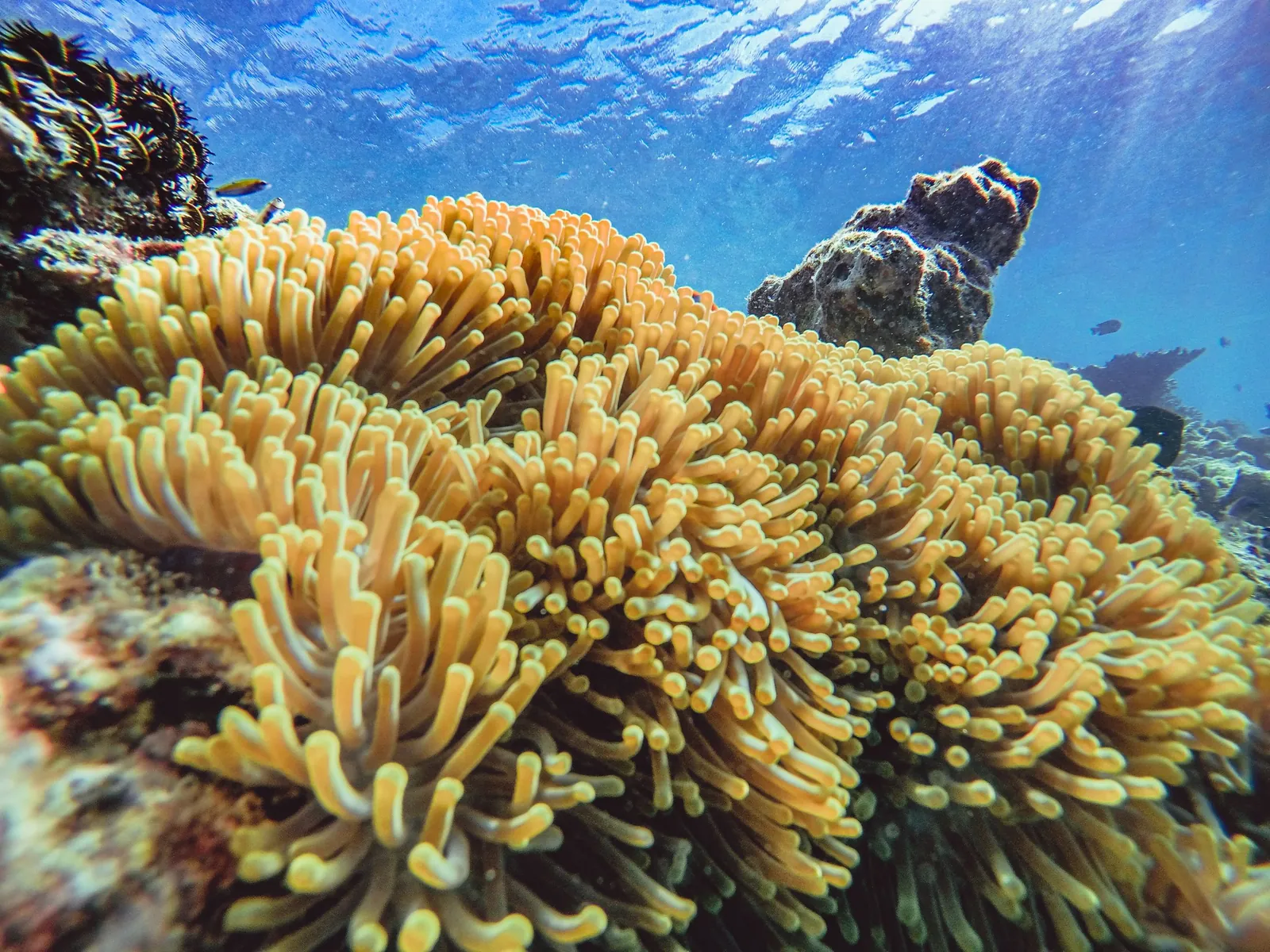 Habitat associated with Clownfish