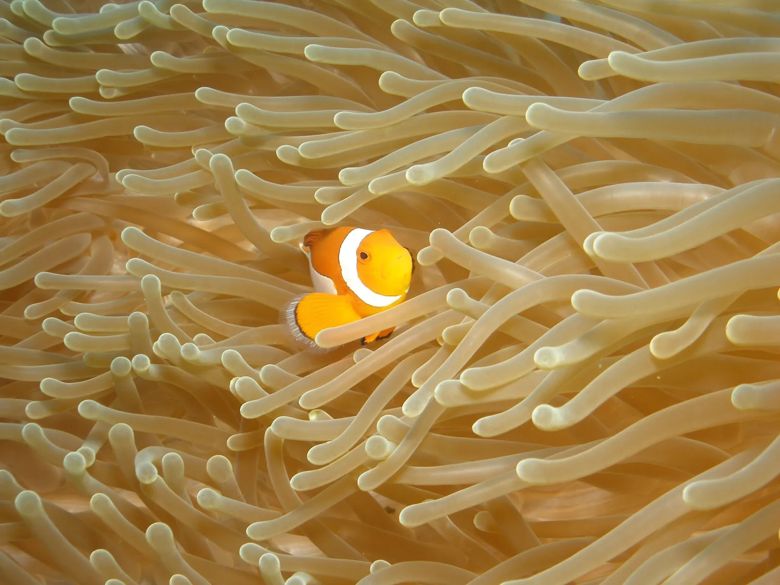Clownfish