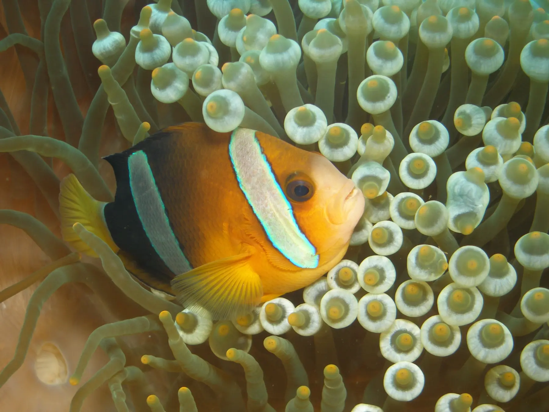 Clownfish portrait