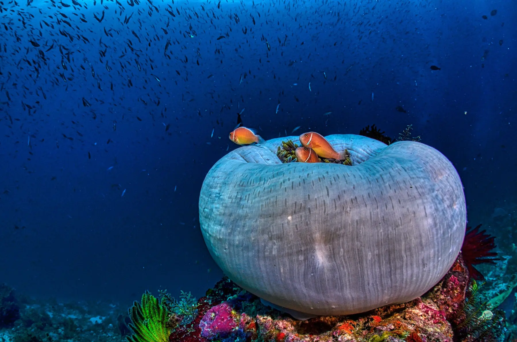 Clownfish