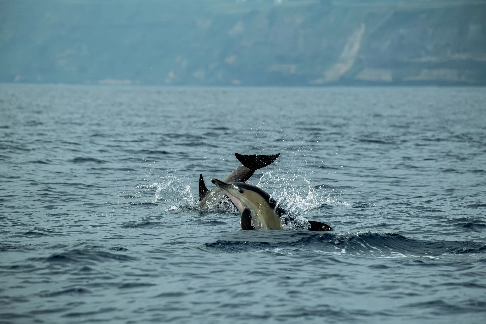 Behaviour or detail of Dolphins
