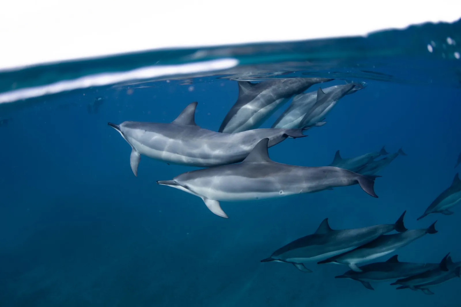 Dolphins