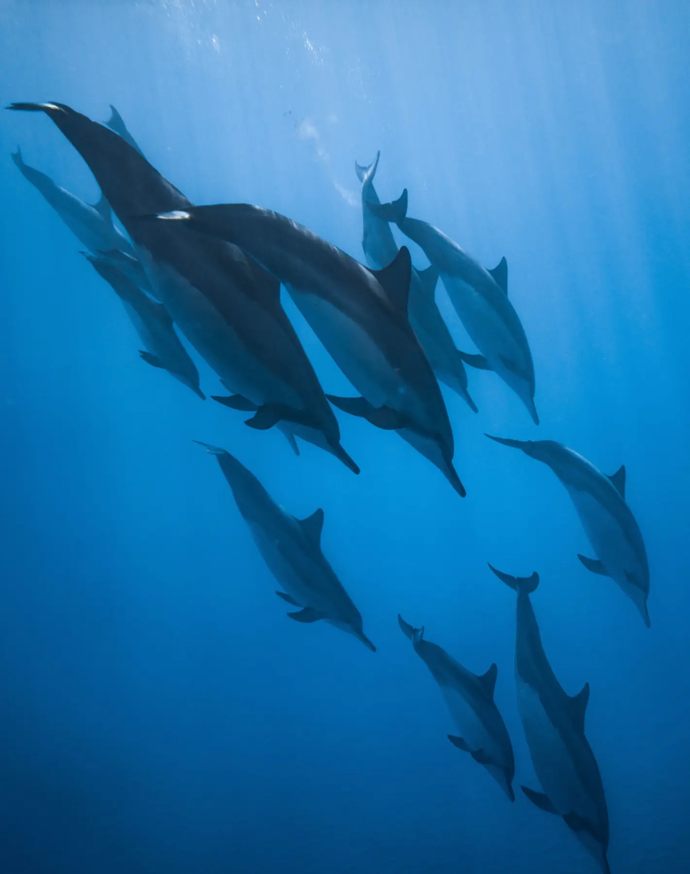 Dolphins portrait