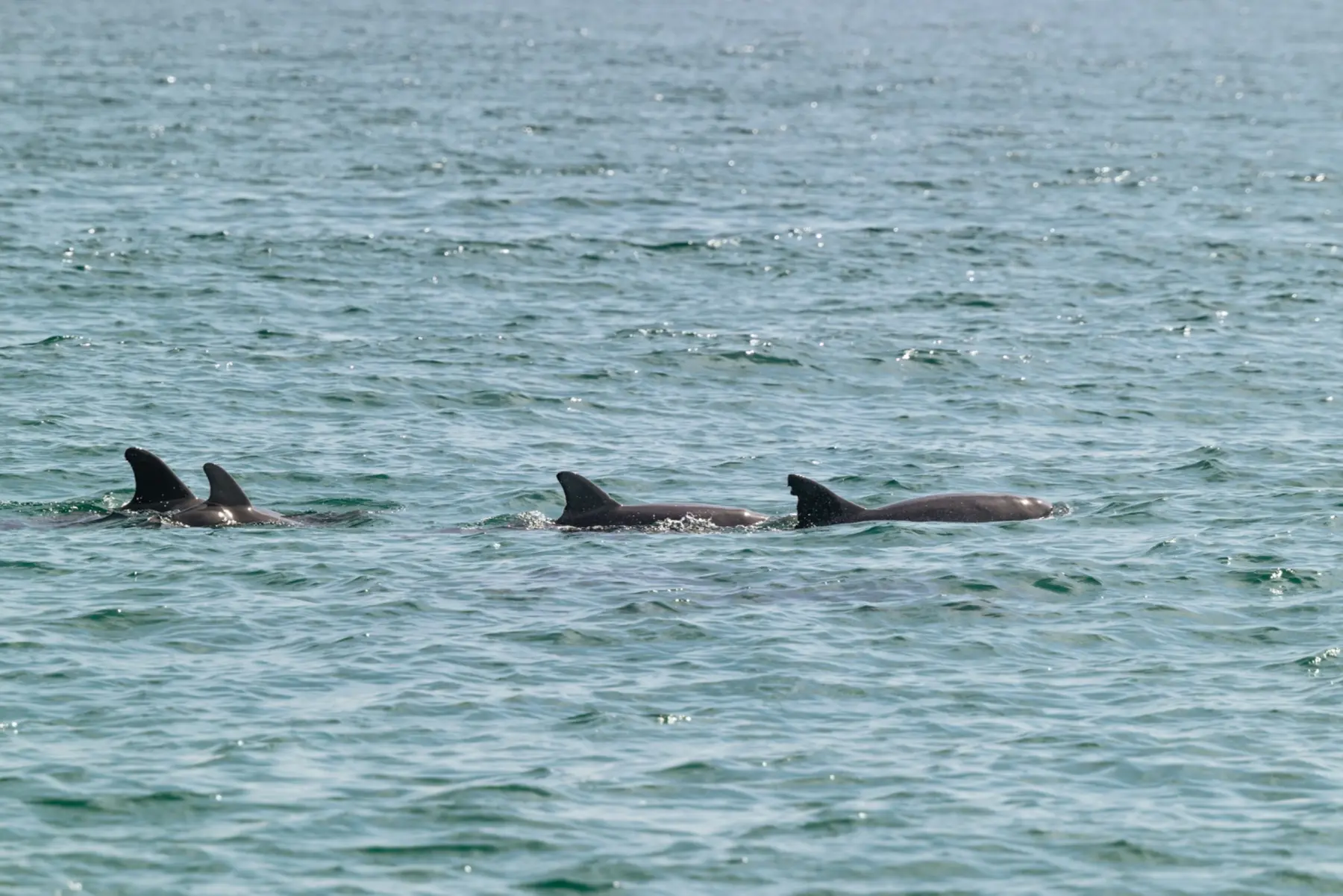 Dolphins