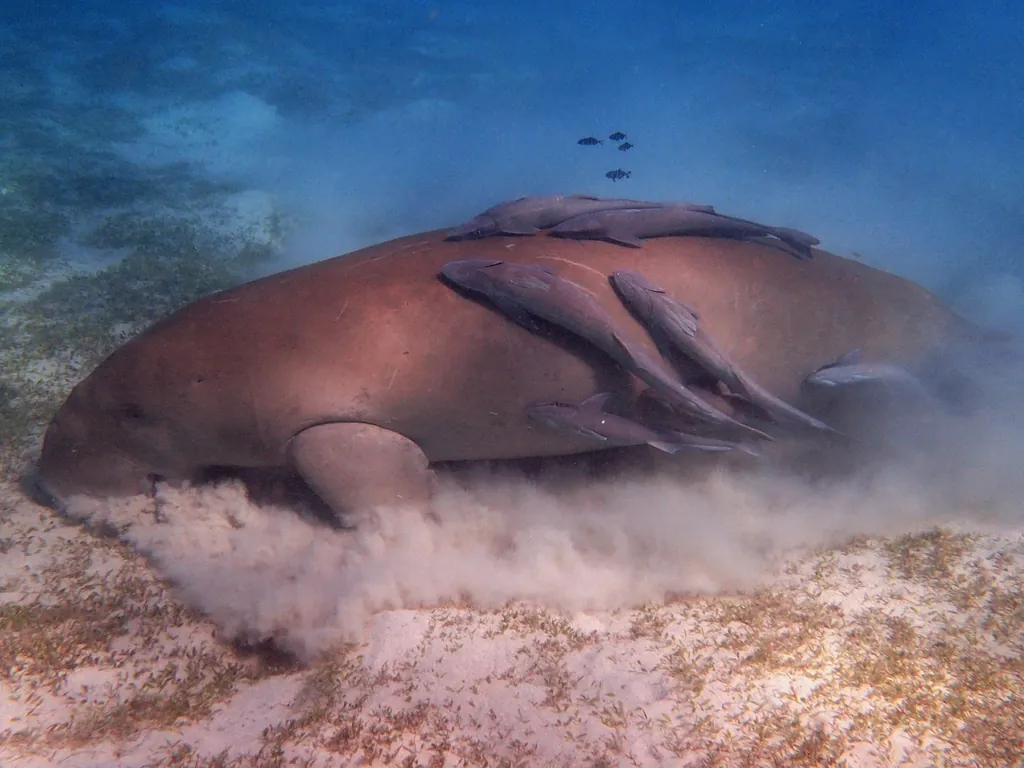 Behaviour or detail of Dugongs