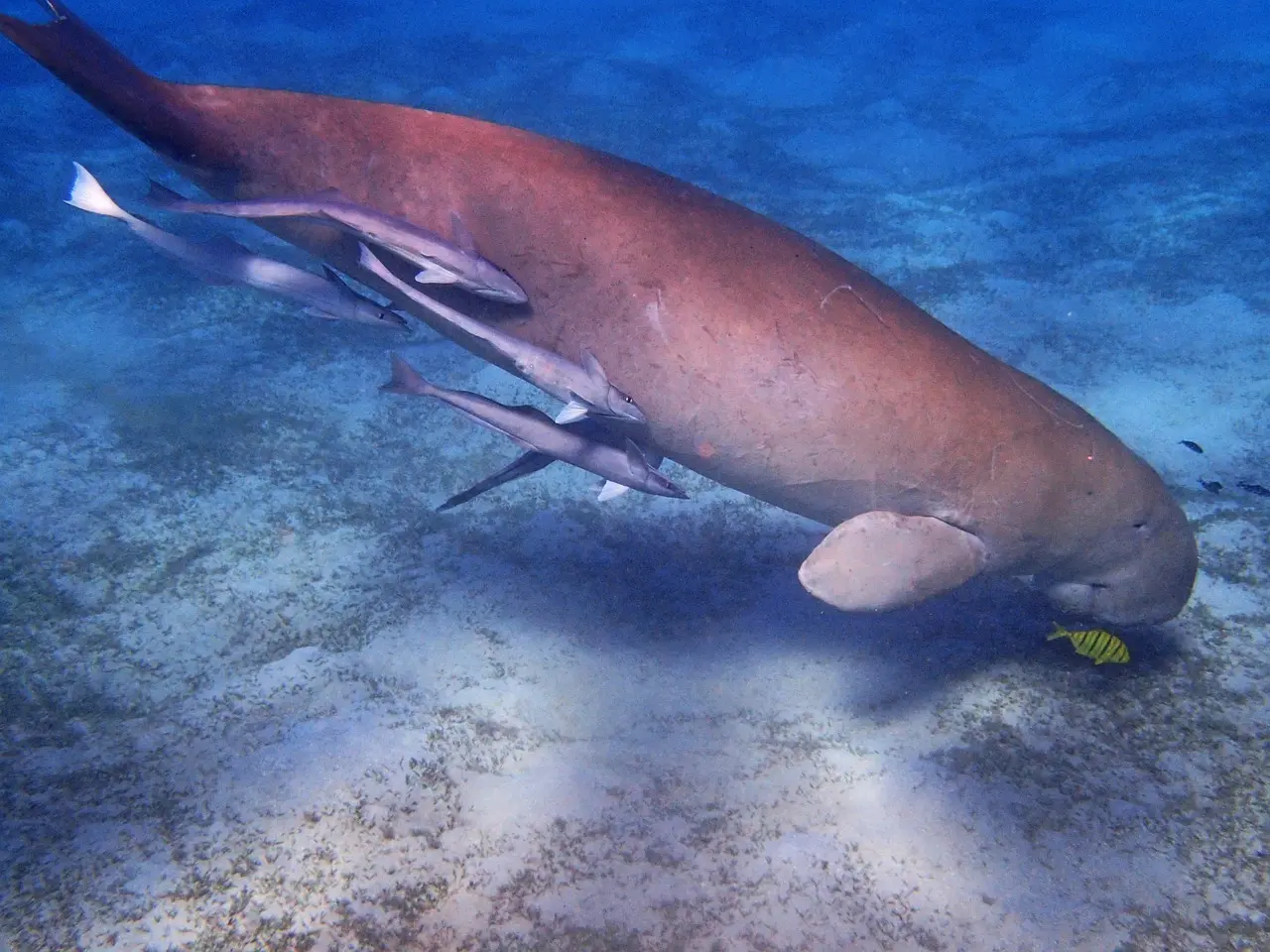 Habitat associated with Dugongs