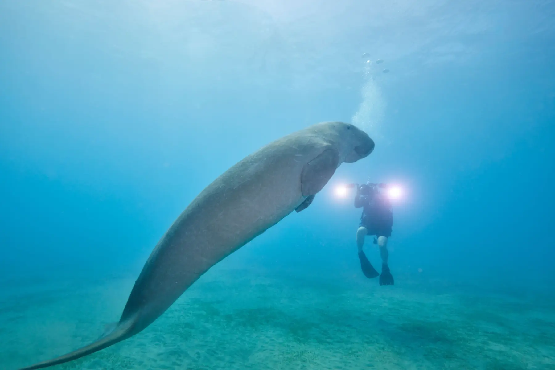 Dugongs