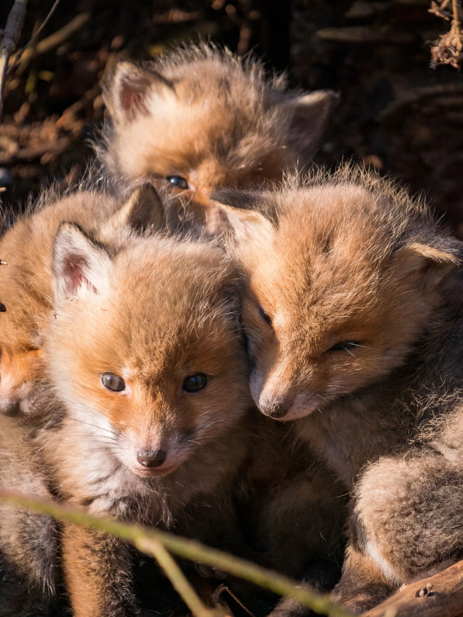 Behaviour or detail of Foxes