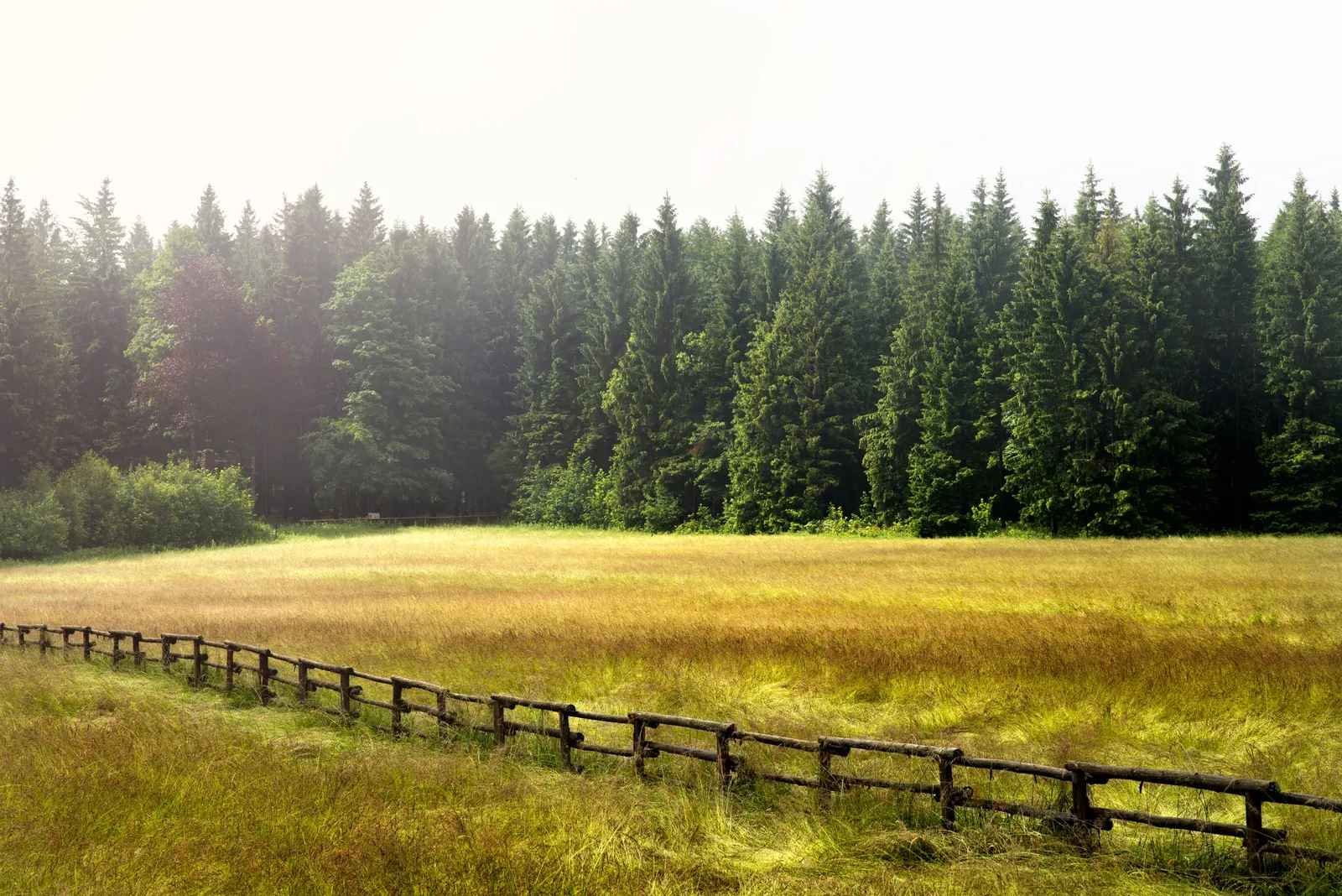 Habitat associated with Foxes