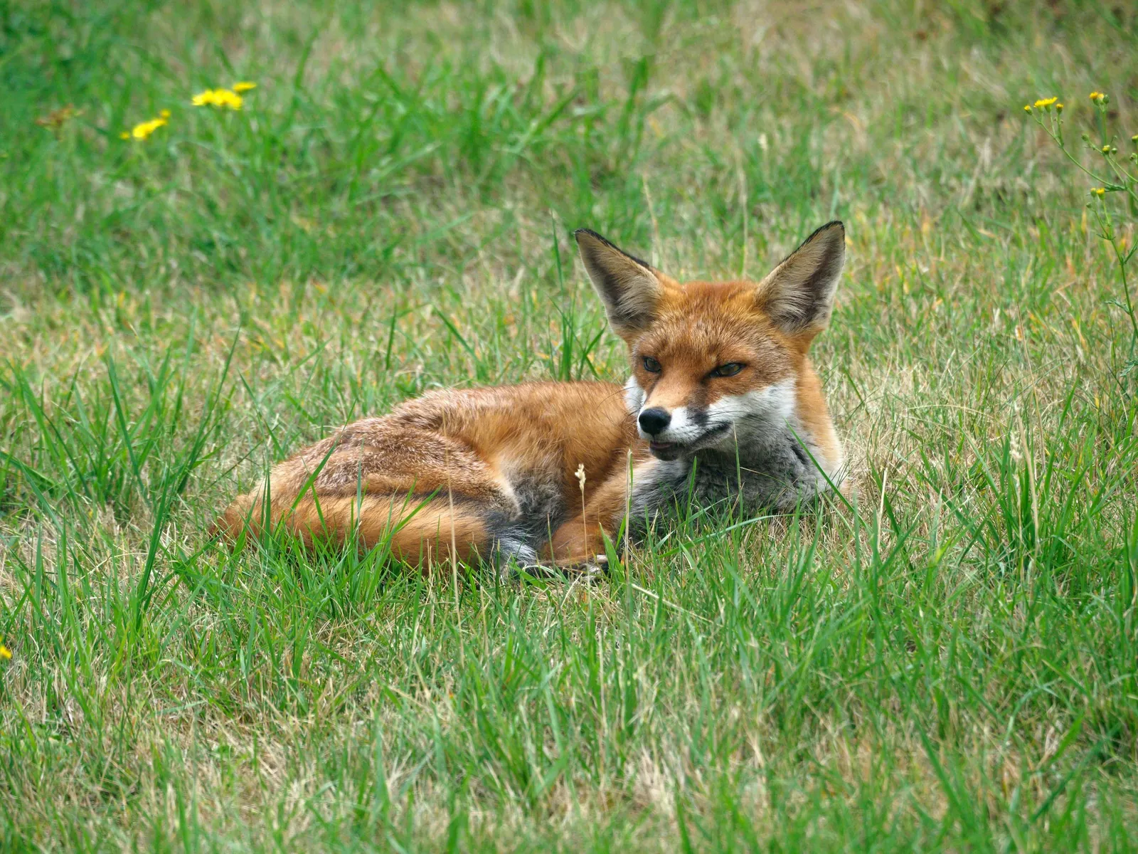 Foxes