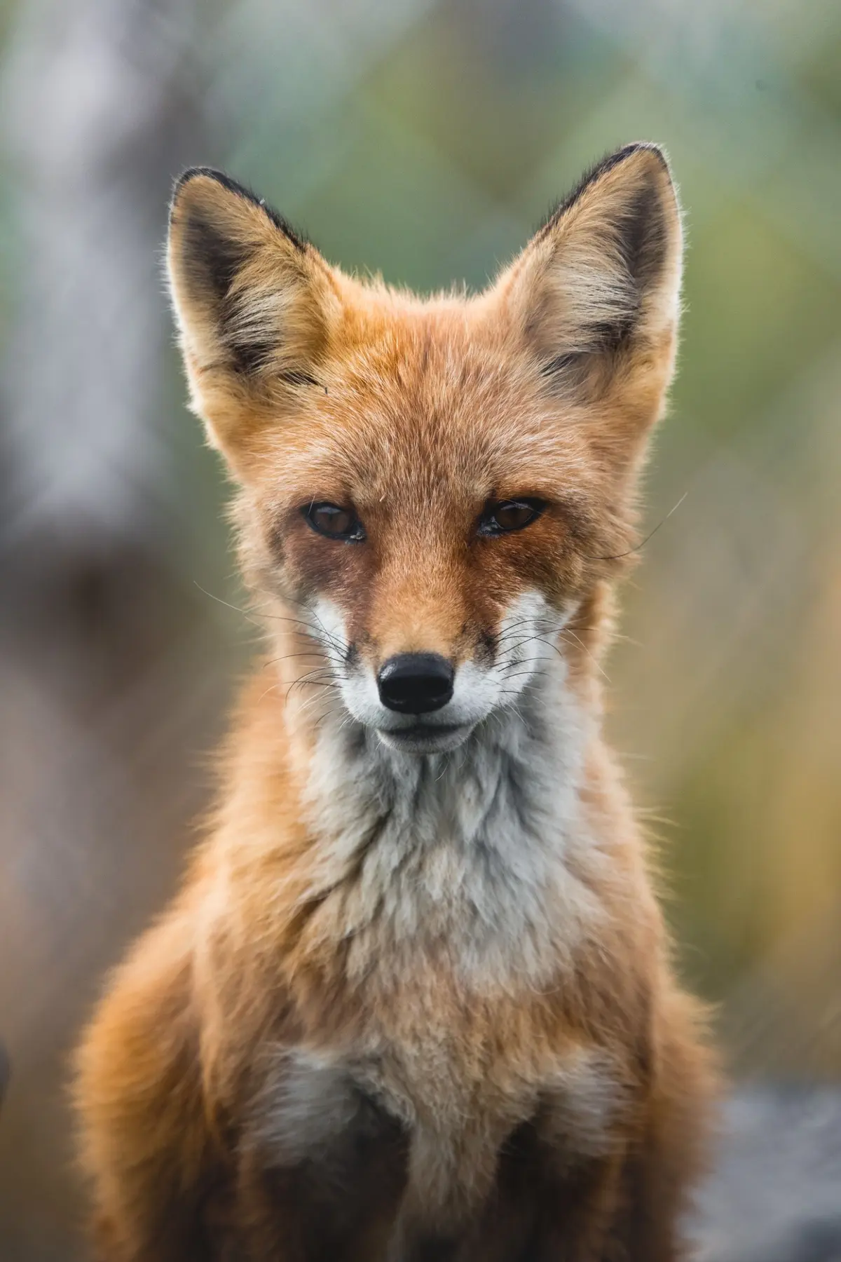Foxes portrait