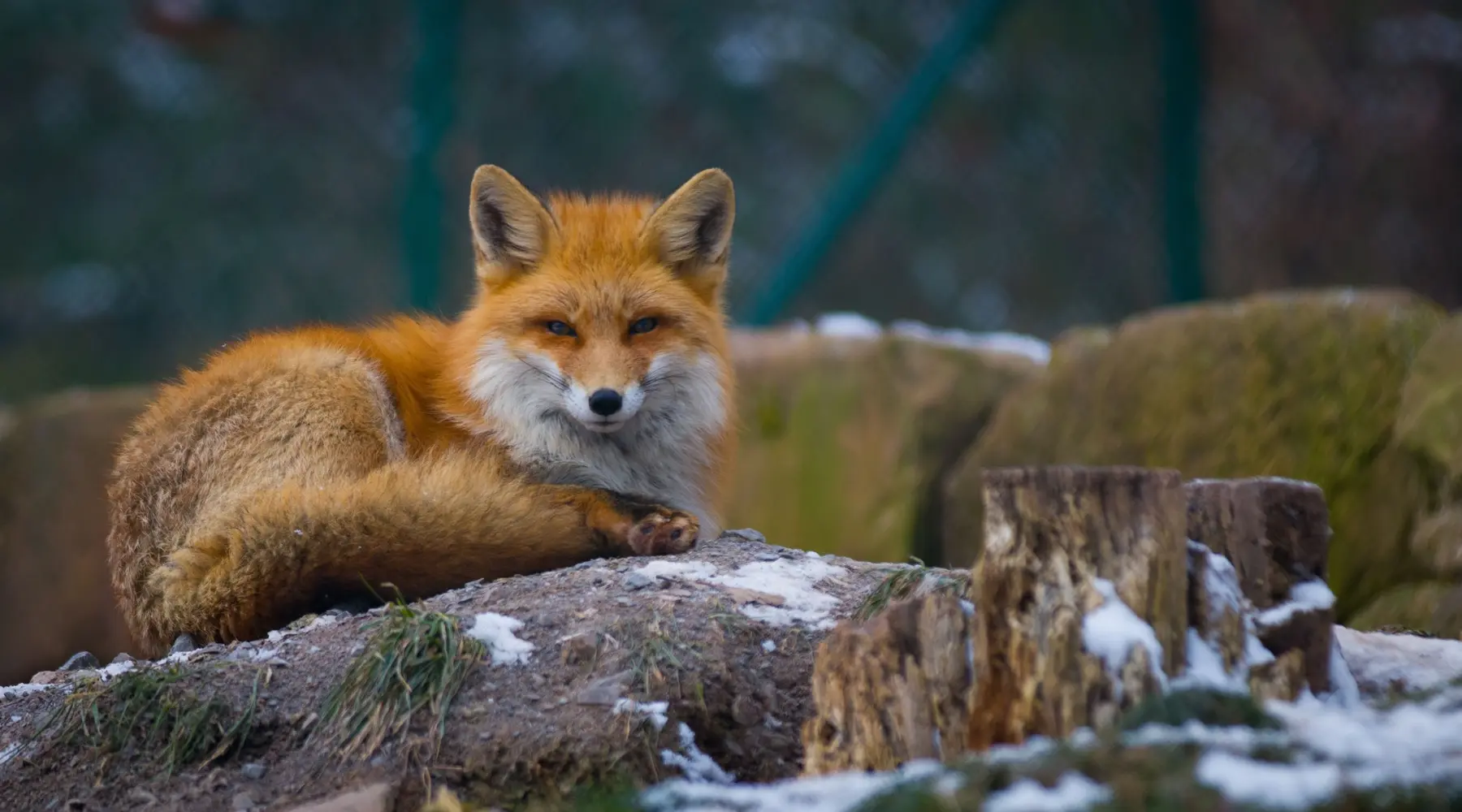 Foxes