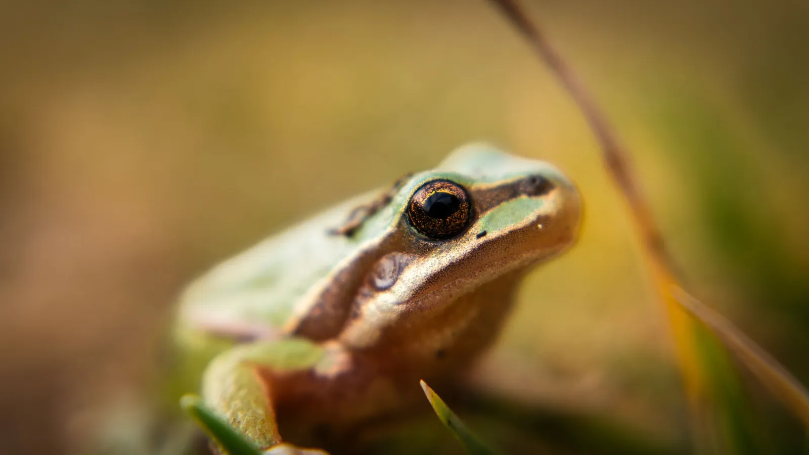 Behaviour or detail of Frogs & amphibians