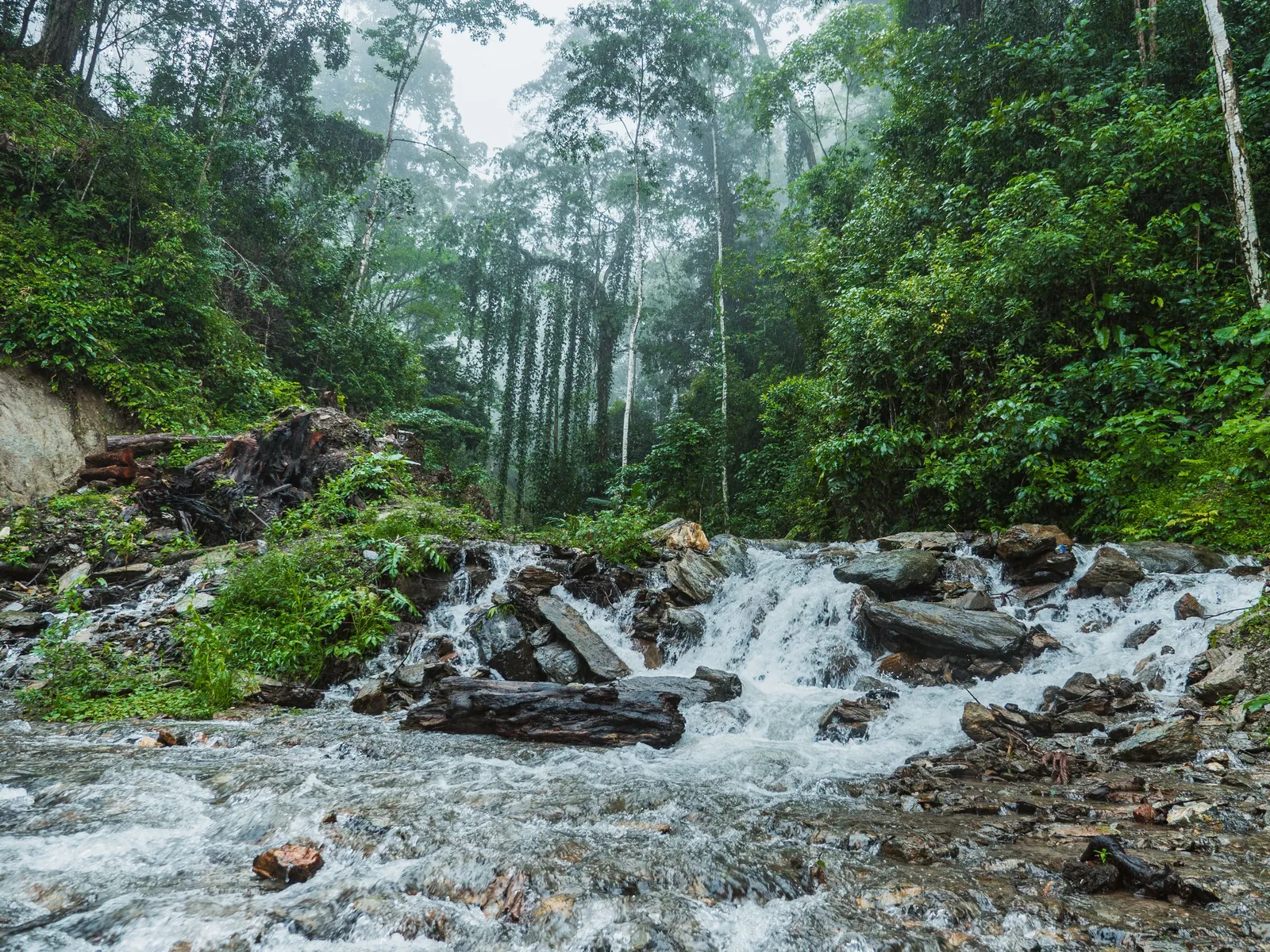 Habitat associated with Frogs & amphibians