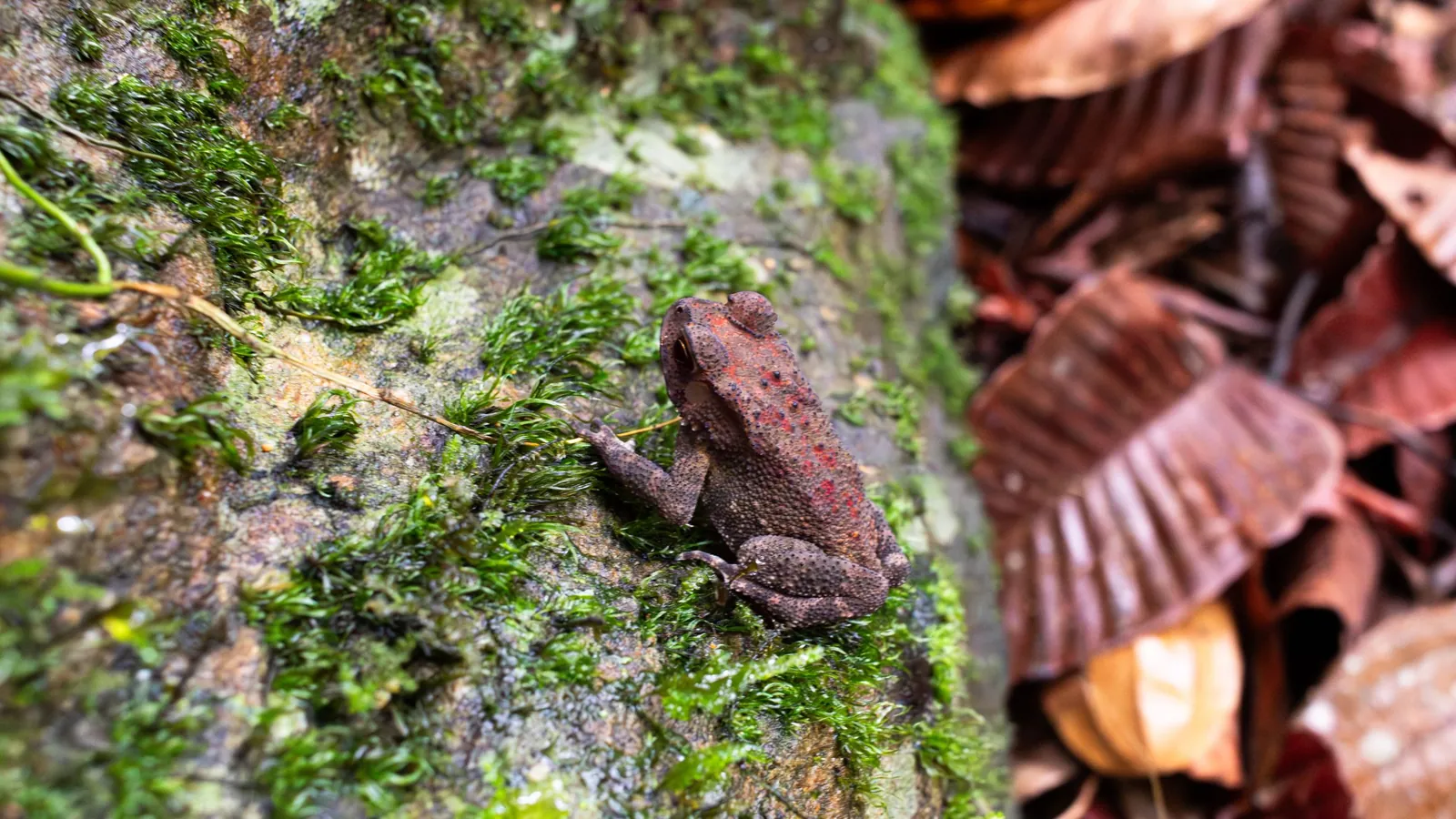 Frogs & amphibians