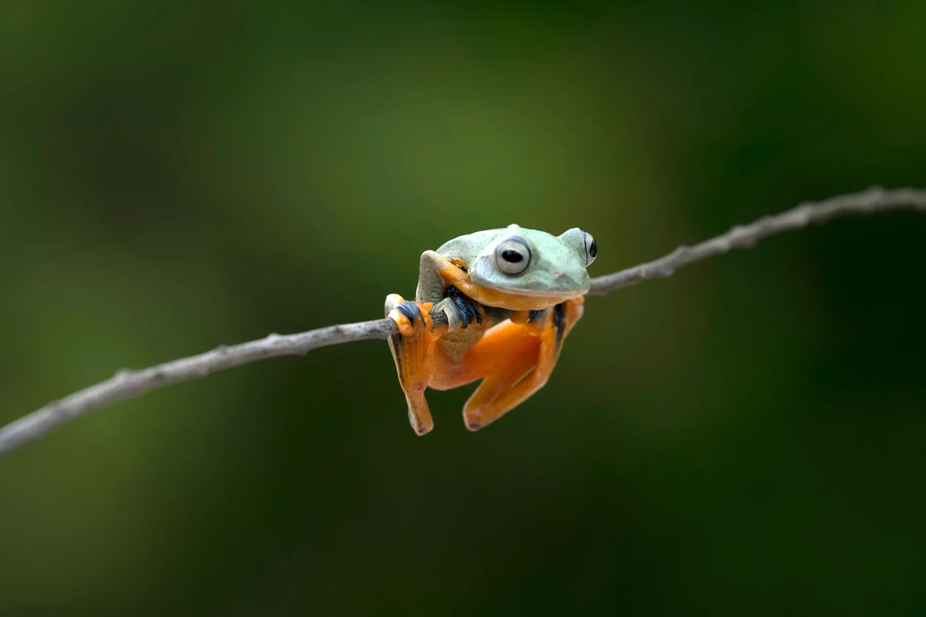 Frogs & amphibians portrait