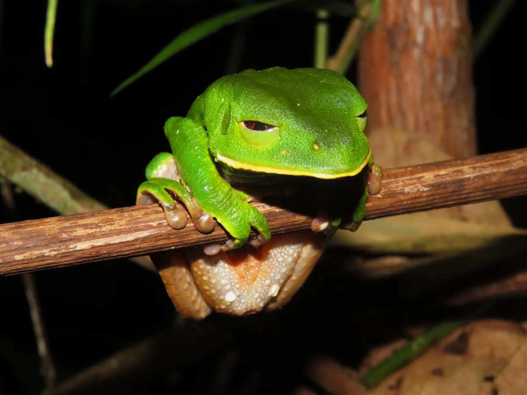 Frogs & amphibians