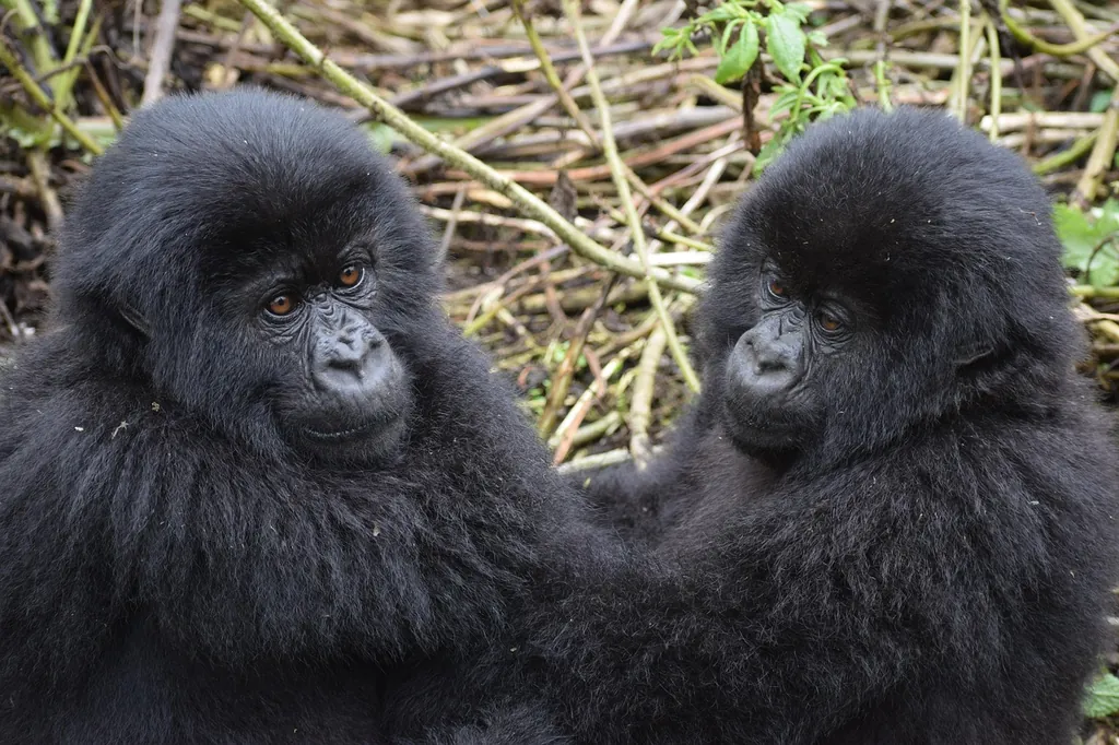 Behaviour or detail of Gorillas
