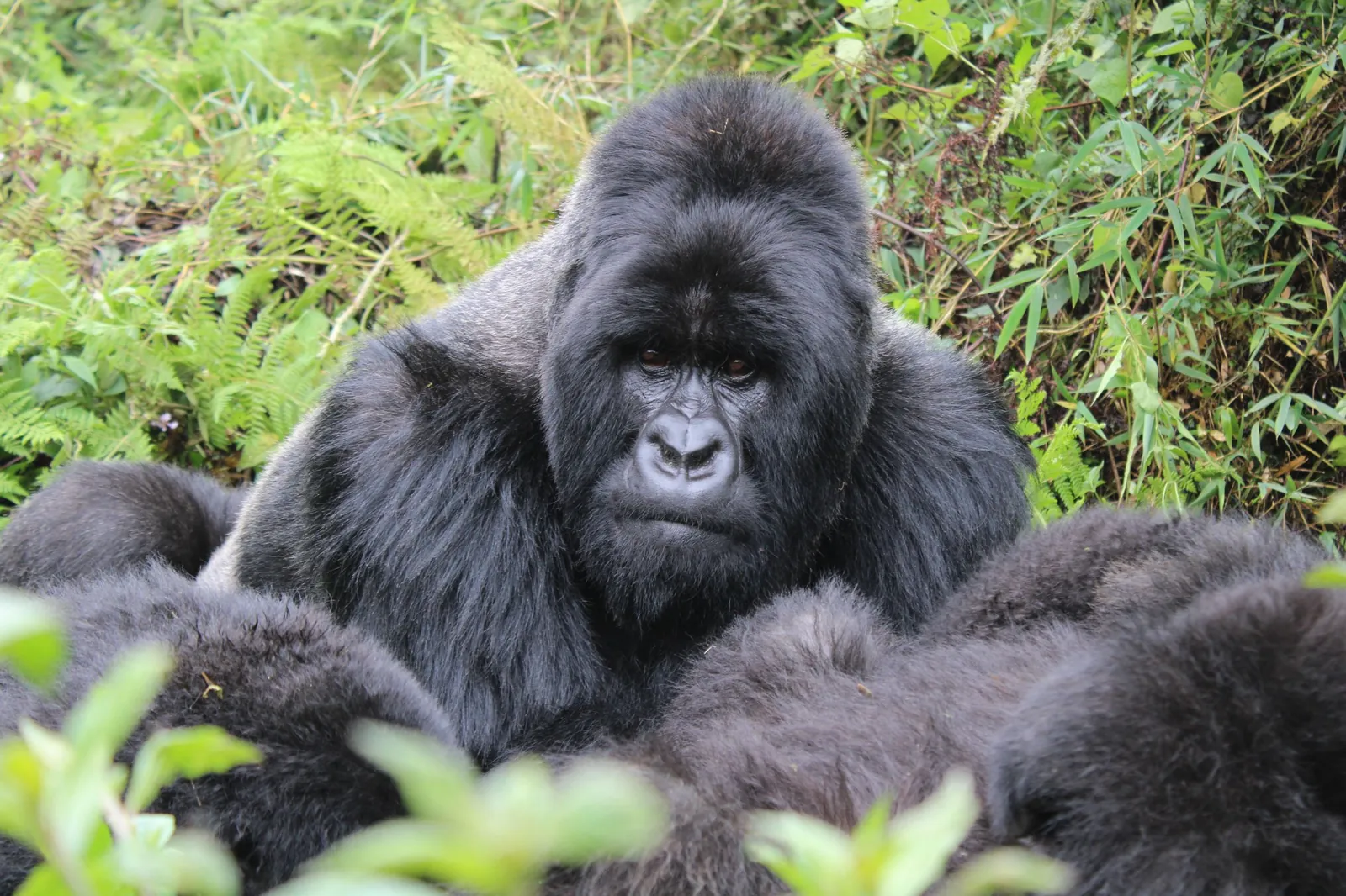 Gorillas